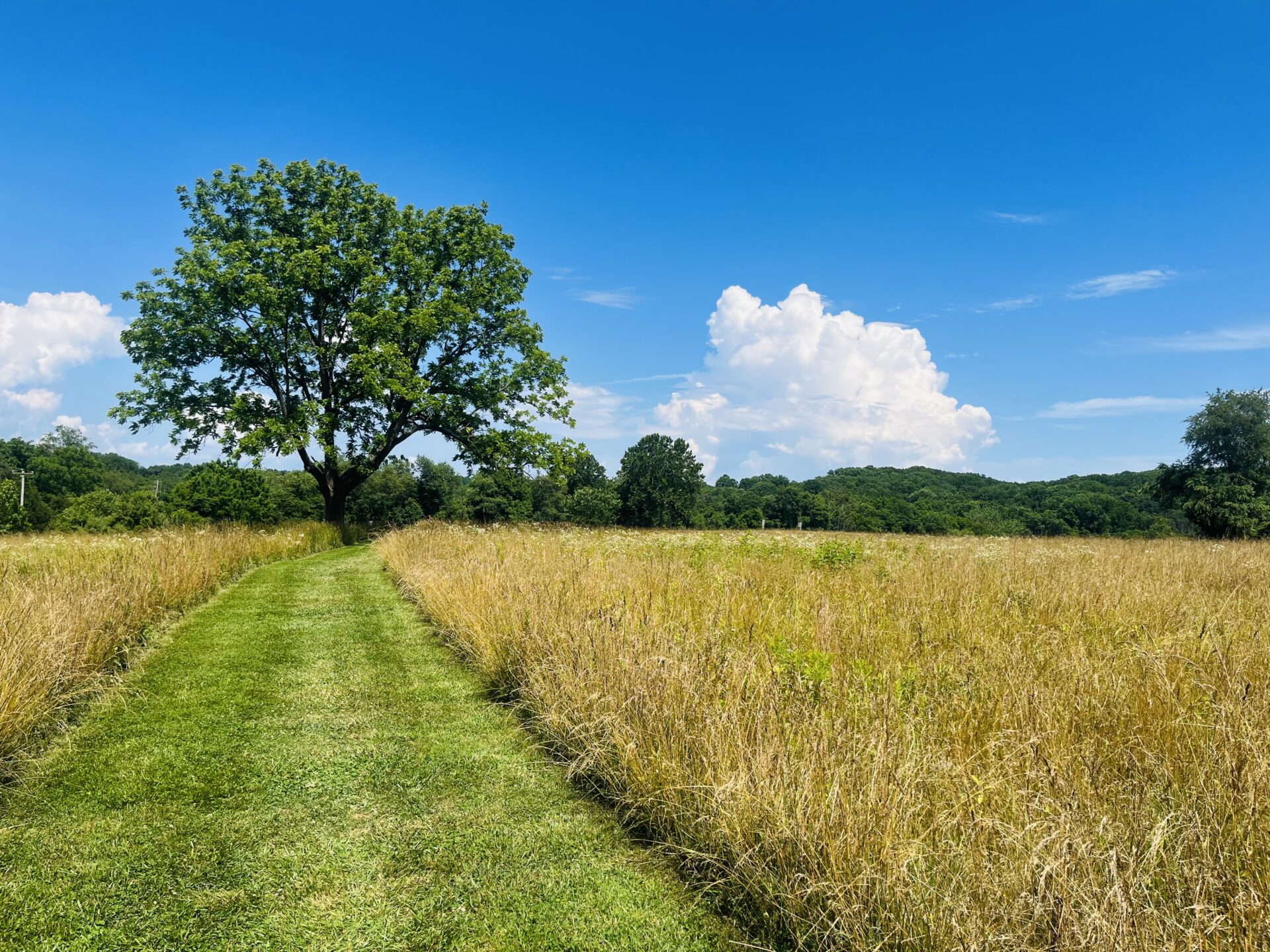 a mown grassy path through a field leading to a tree with a bright, blue sky