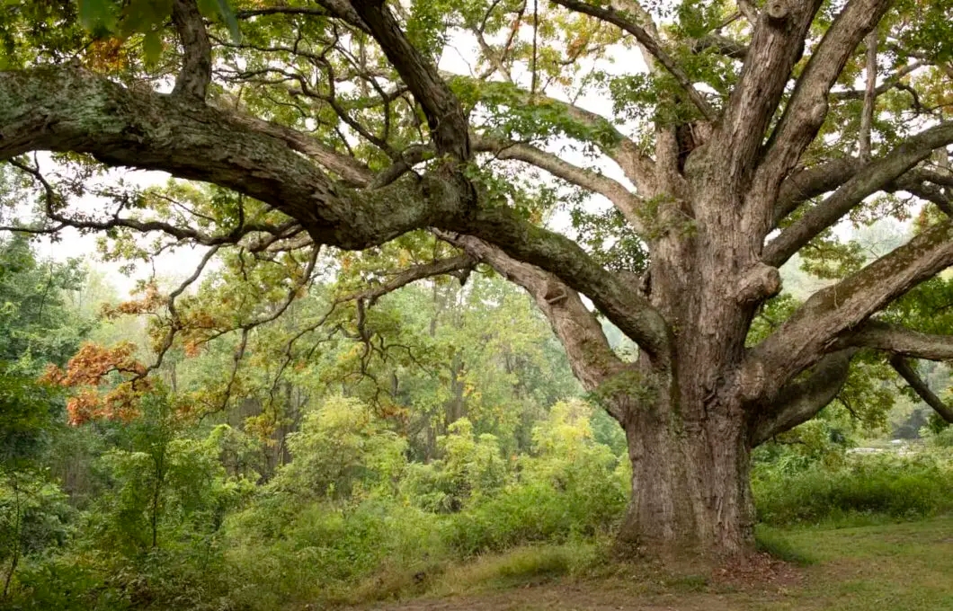 A majestic white oak tree in autumn with green trees and shrubs in the backdrop