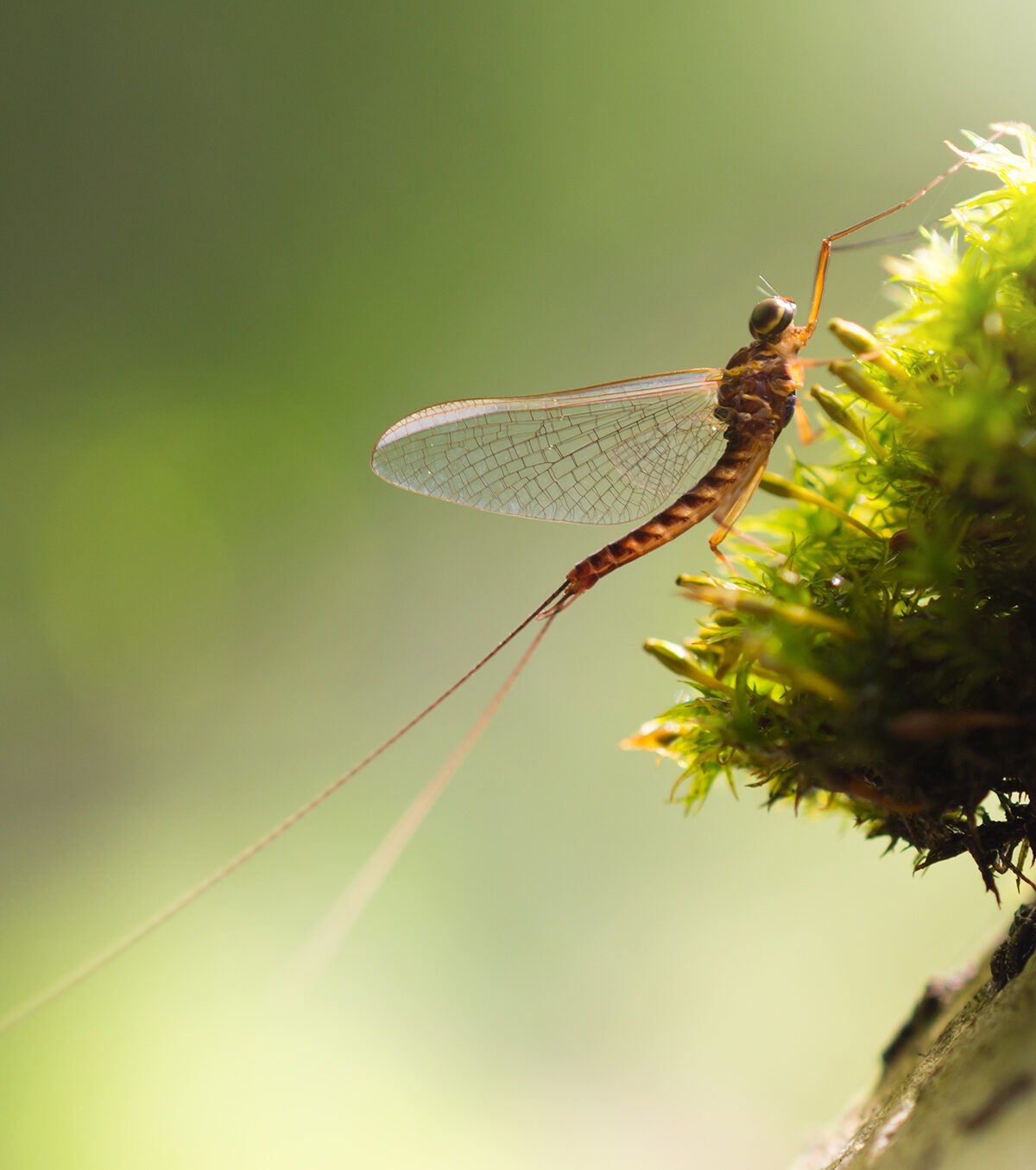 a mayfly perched on top of some moss with a green background