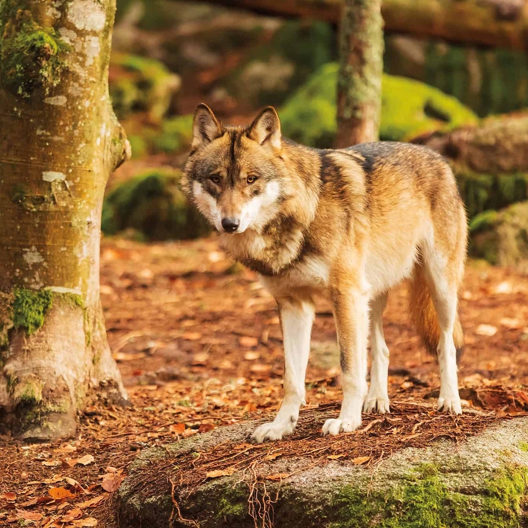 brown and white coyote looking at the camera atop a rock
