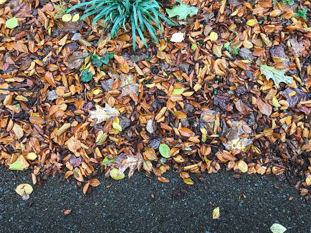 A pile of fall leaves along a paved path