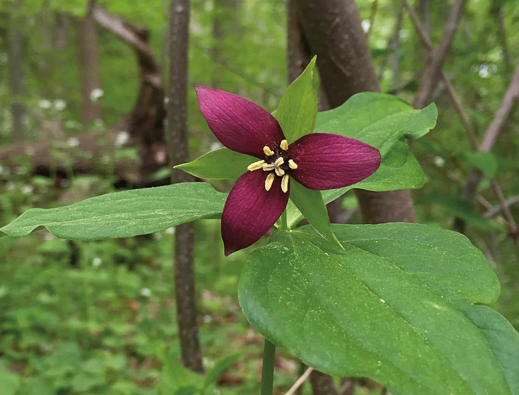 large green leaves and deep burgundy petals of a trillium flower