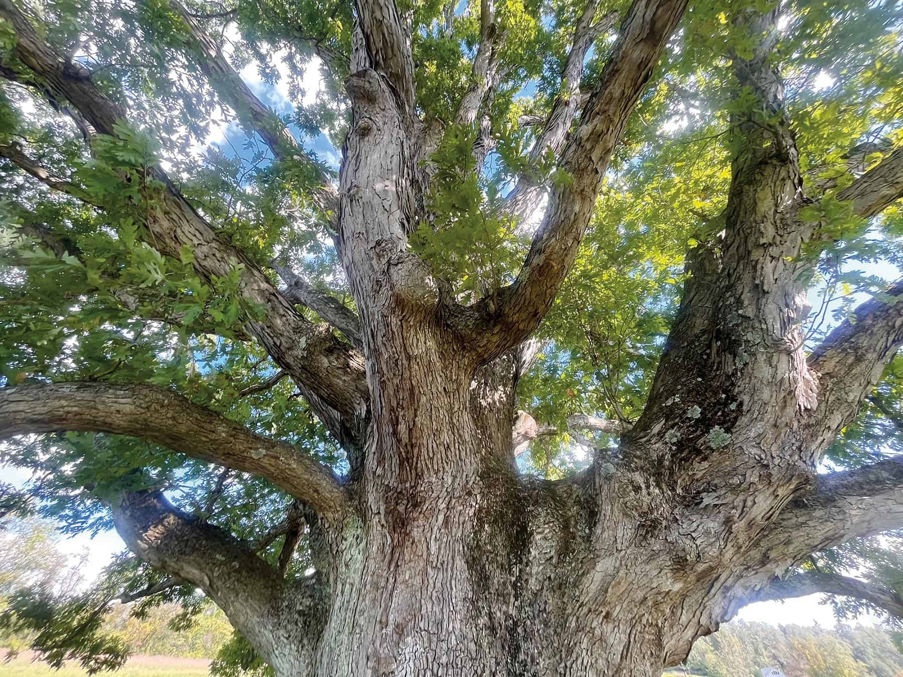 the leafy canopy of a very old oak tree