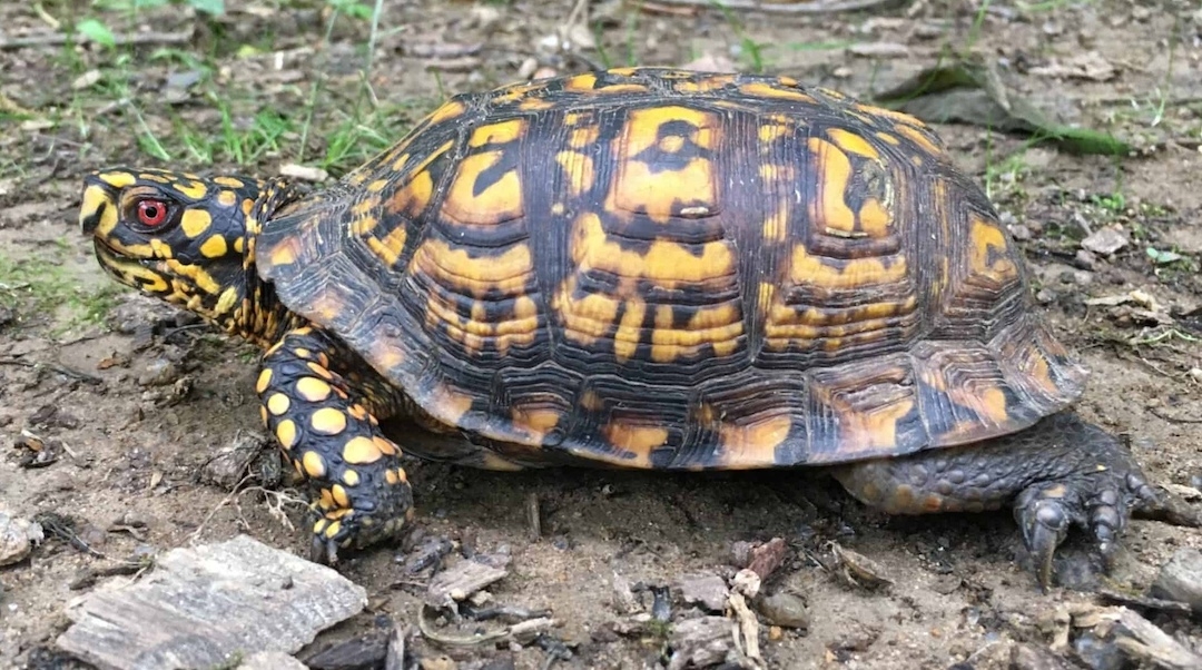 yellow and black turtle with bright red eyes and an elaborate shell sitting on some rocky dirt