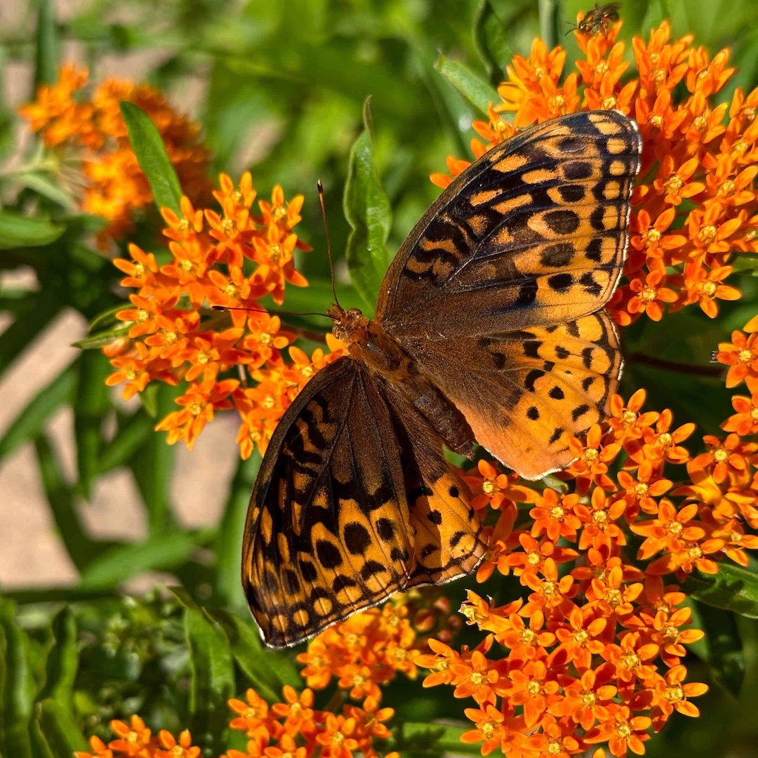 Great spangled fritillary butterfly on butterfly weed wildflowers.