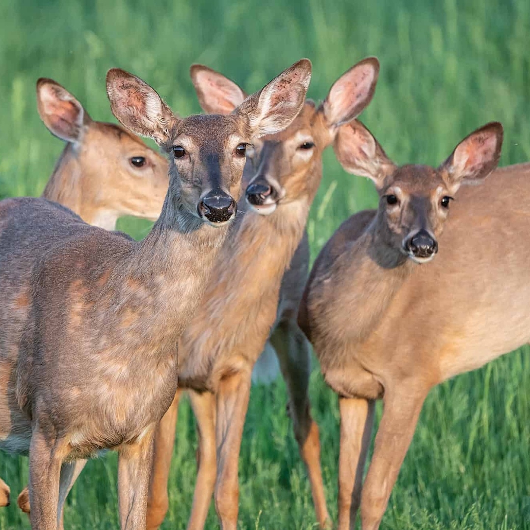 four deer in a grassy field looking towards the camera looking curious