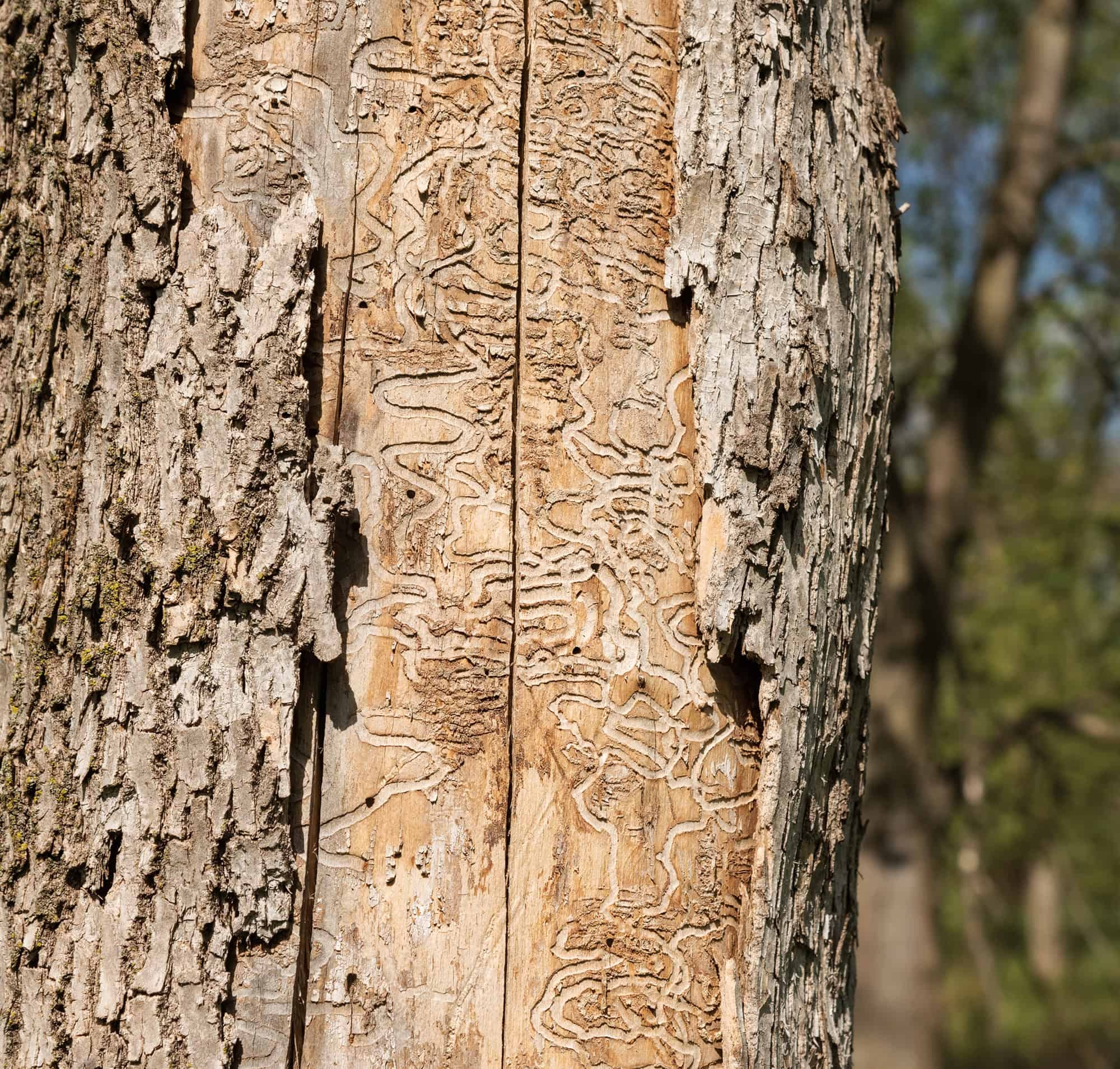 Close up of the bark of a dying tree showing the paths of insects chewing on the wood.