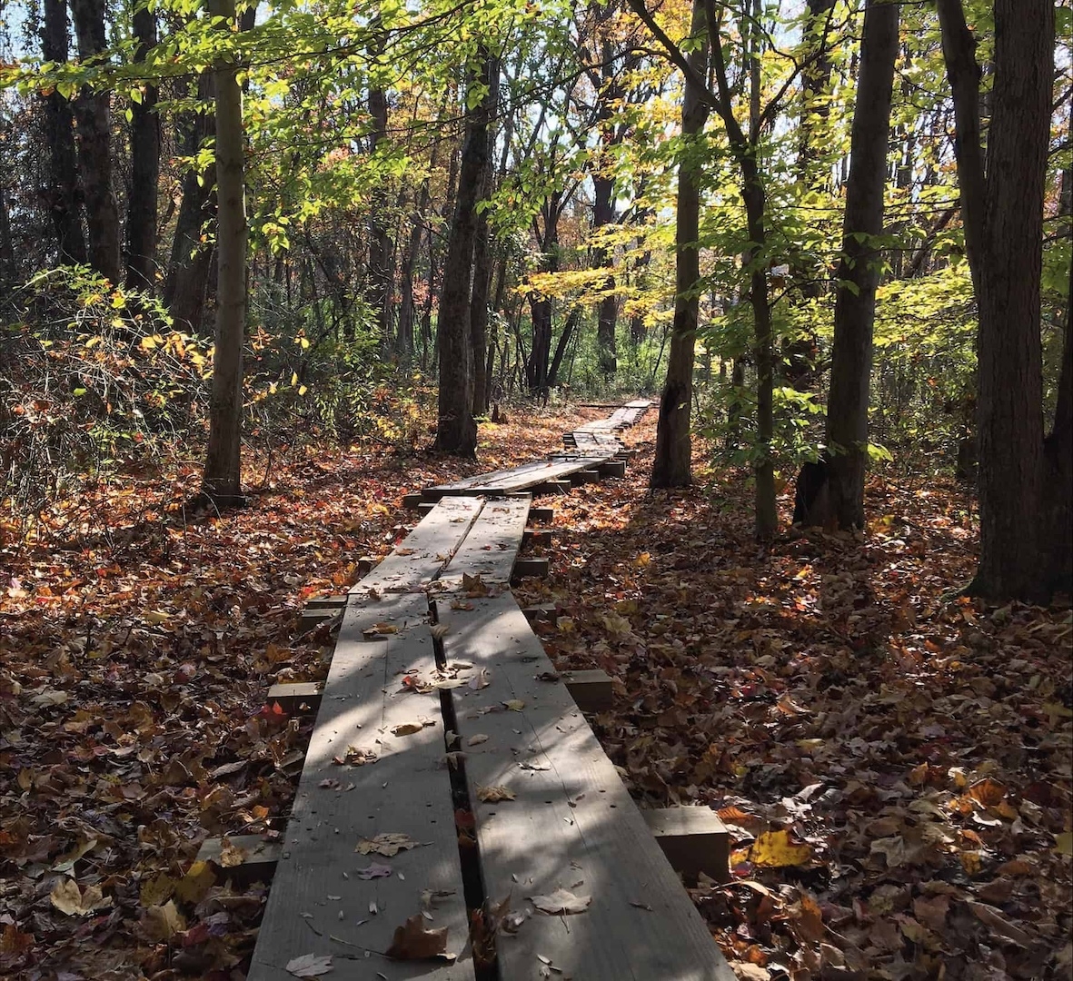 a wooden plank bridge trail surrounded by fallen autumn leaves on a sunny day