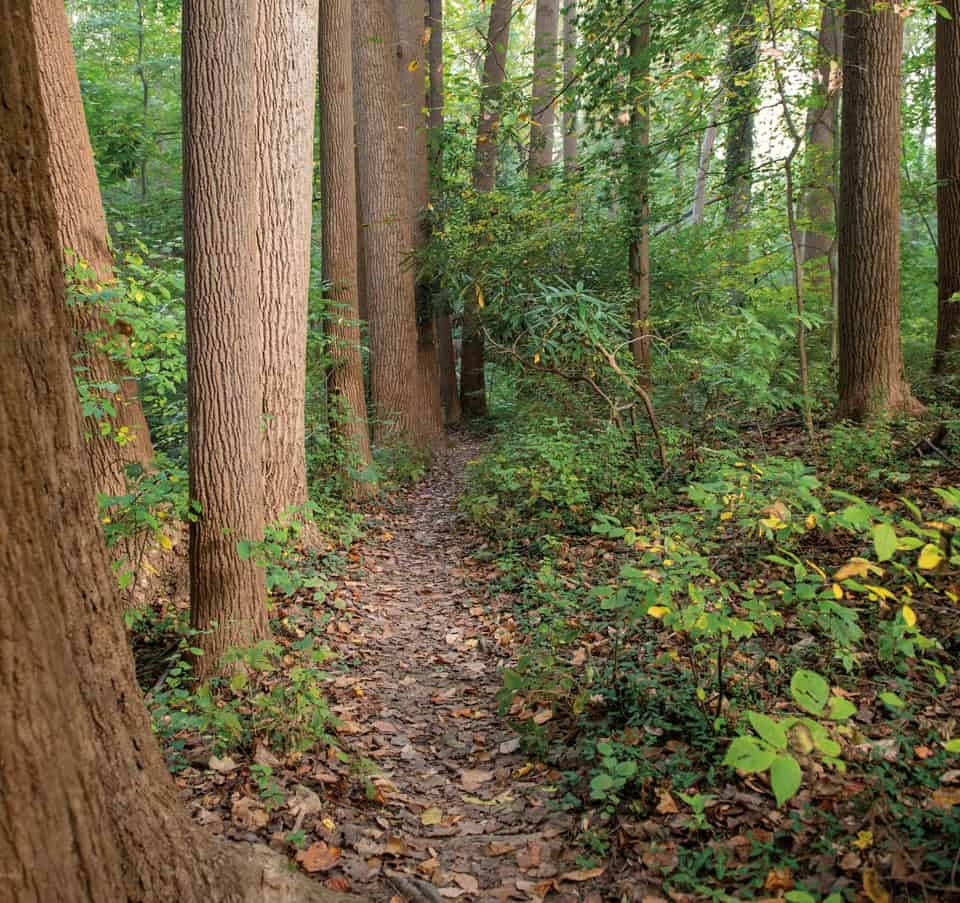 a forested trail, on one side of the trail a grove of large trees in a line and on the other side are small shrubs