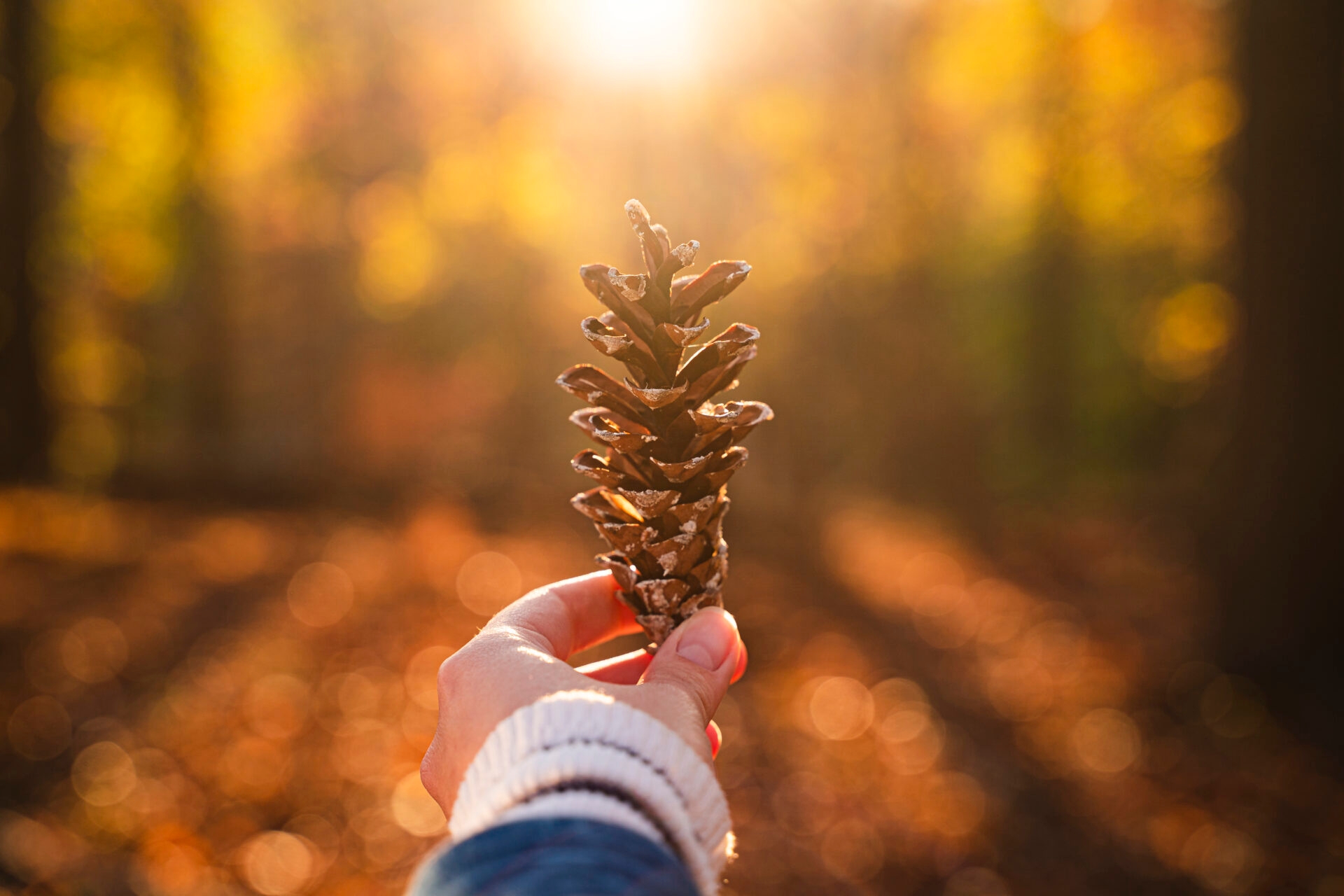 A woman's outstretched arm holding a pinecone in a forest with orange leaves and sunlight peeking through trees above.