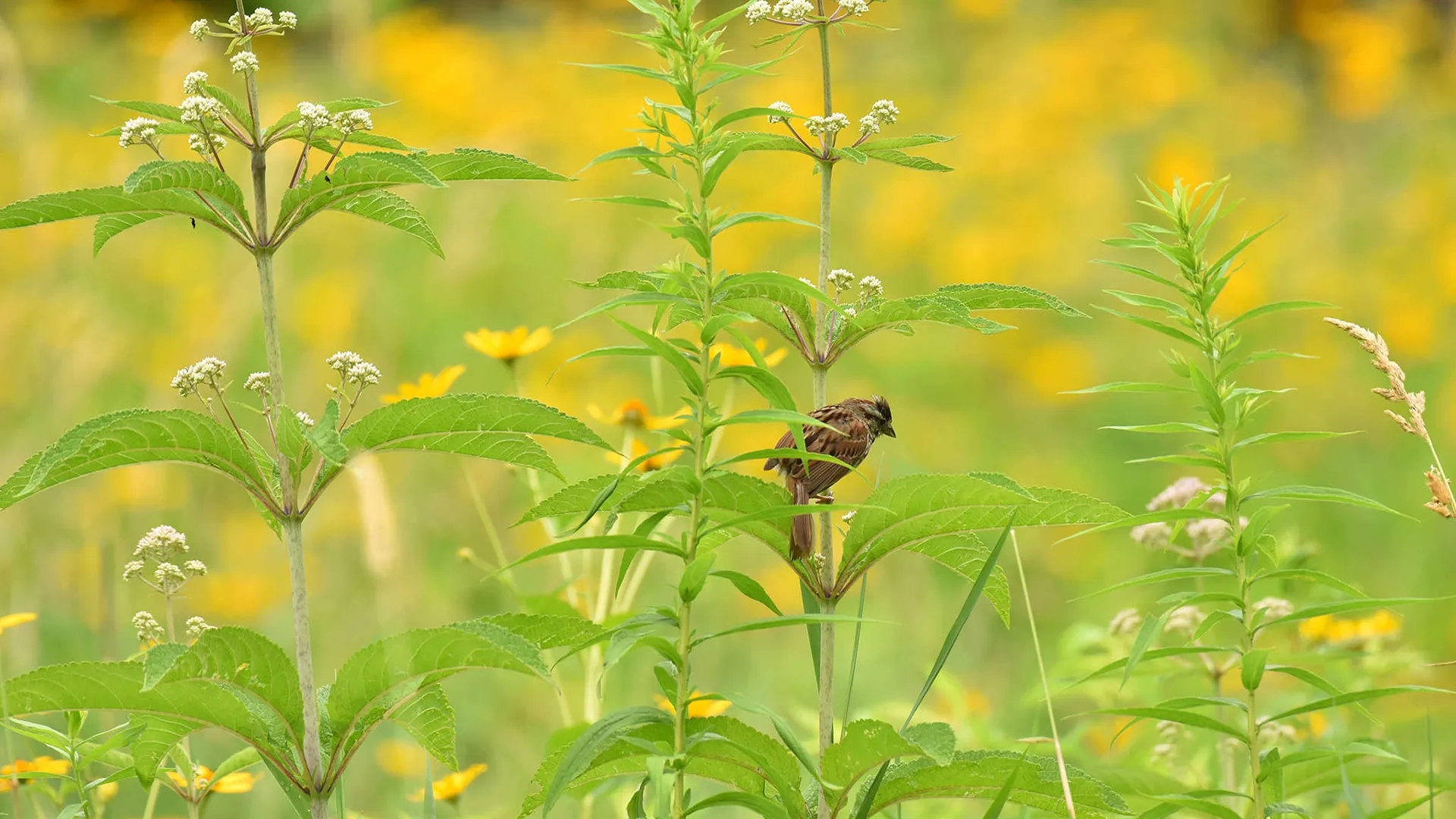 brown bird perched in meadow