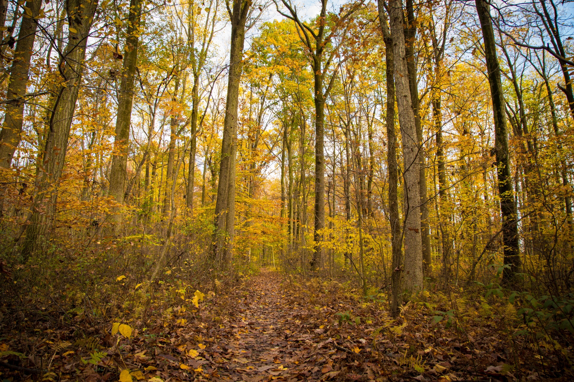 a trail covered in leaves that leads through the woods with trees covered in yellow leaves - A trail through the woods with yellow leaves in fall at Sadsbury Woods.
