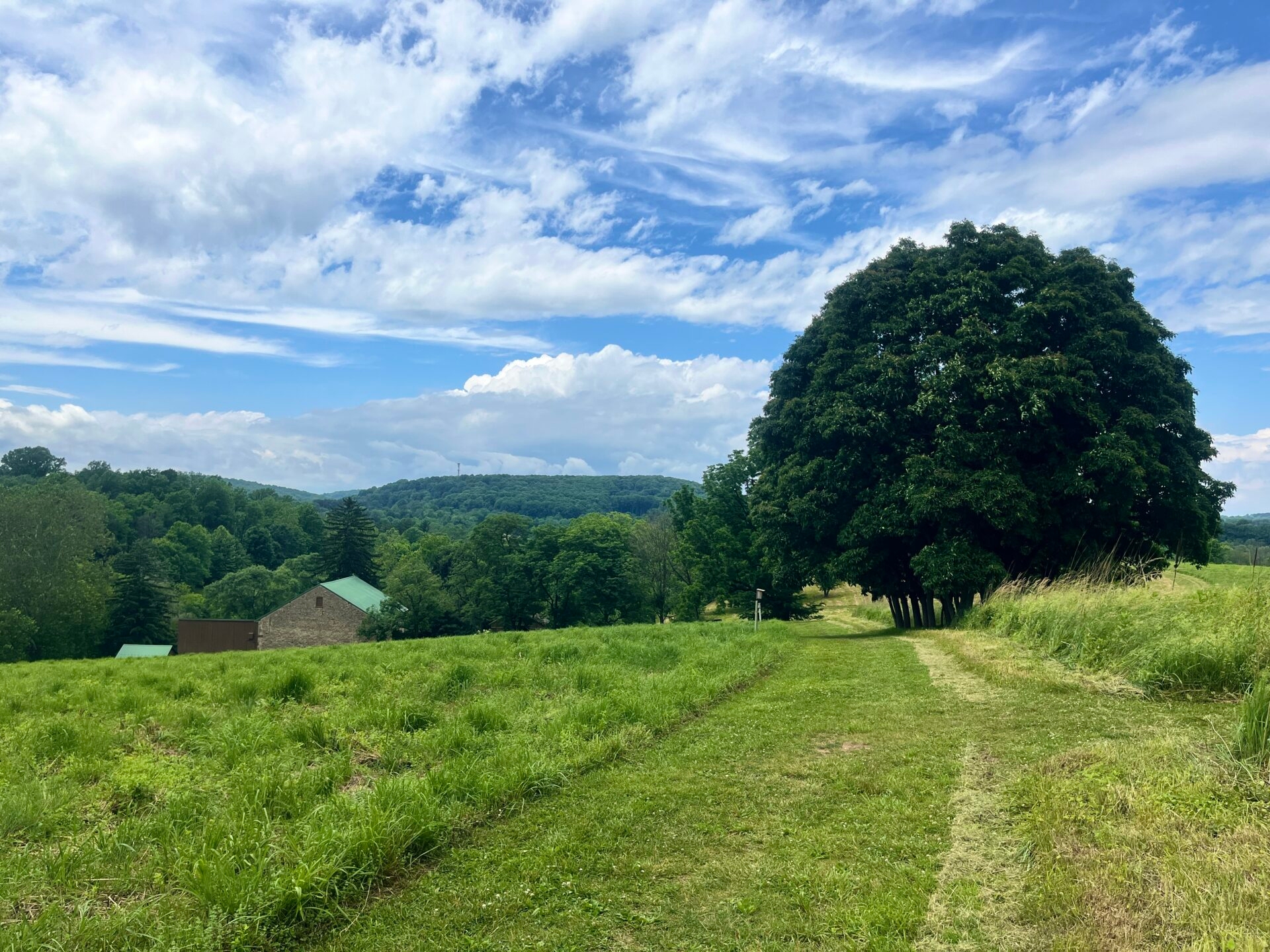 a green grass path leading through a meadow with some trees, a stone building, and a blue sky with wispy clouds - A mown grassy trail through the meadows at Binky Lee Preserve in summer.
