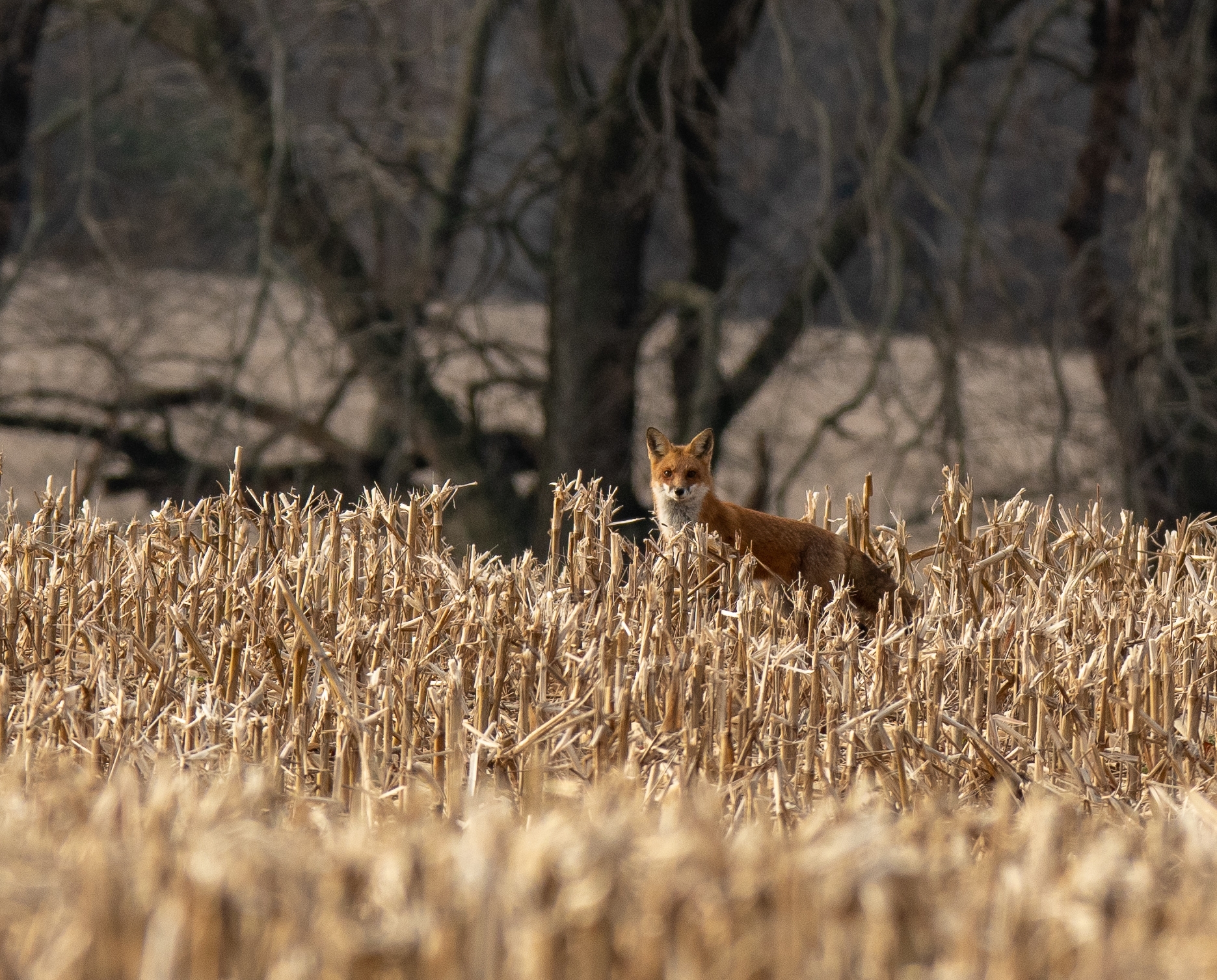 A red fox looks at the camera from afar as it stands in a corn field with the woods behind it. - A red fox in a field of corn in winter at Bryn Coed Preserve.
