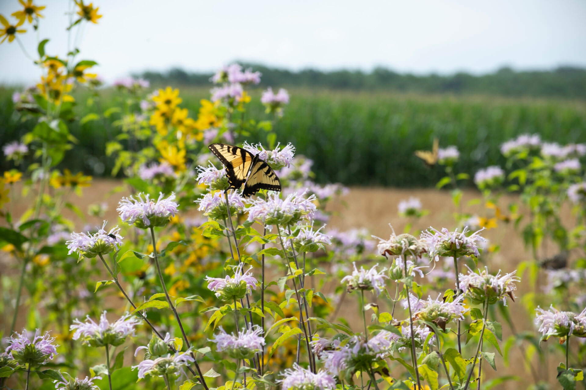 Photo by Mae Axelrod
 - A tiger swallowtail butterfly sipping nectar from wild bergamot in a meadow at Crow’s Nest Preserve in the summer.
