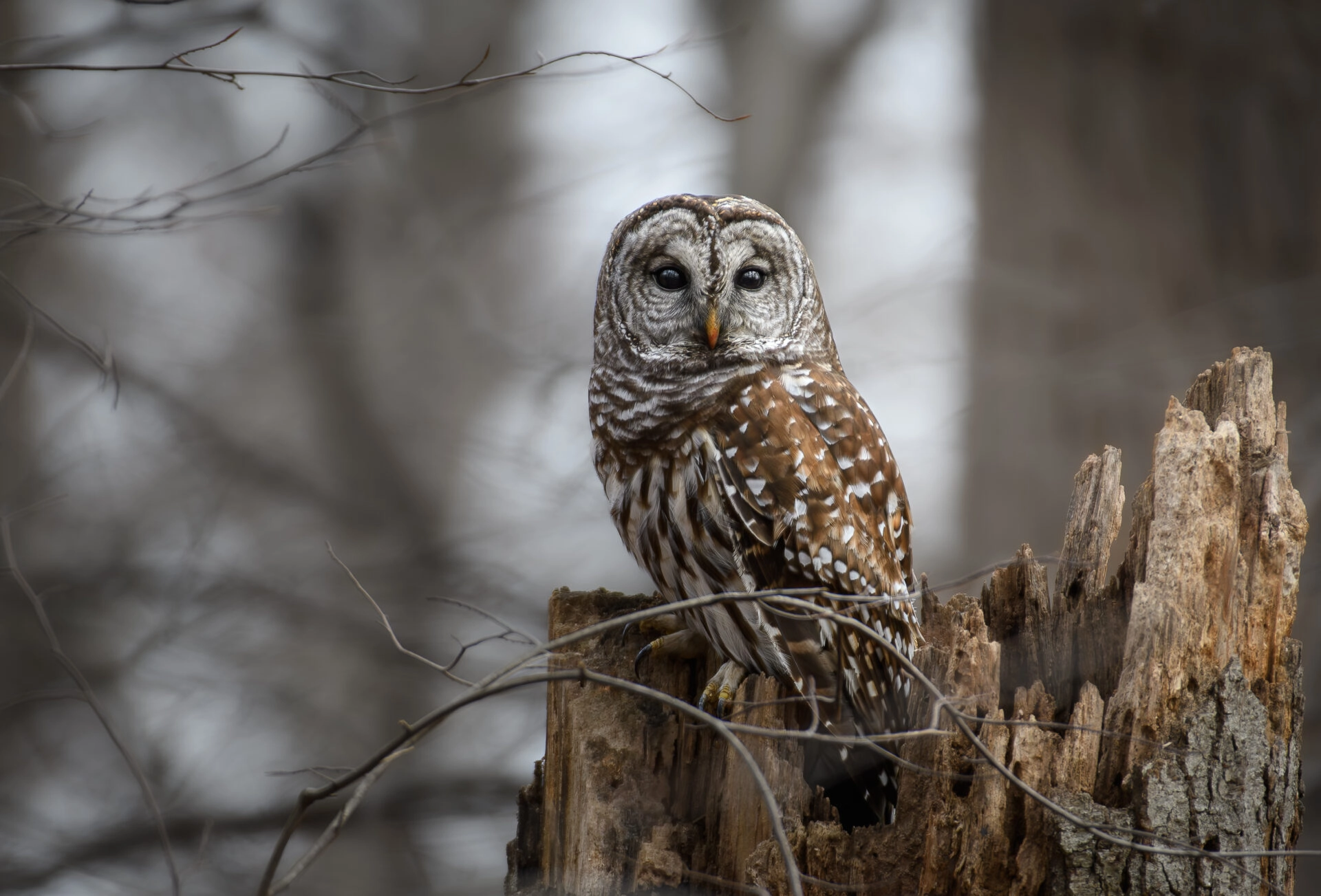 Photo by Randy Richard
 - A Barred Owl at Bryn Coed Preserve in wintertime, sitting on a hollow tree.
