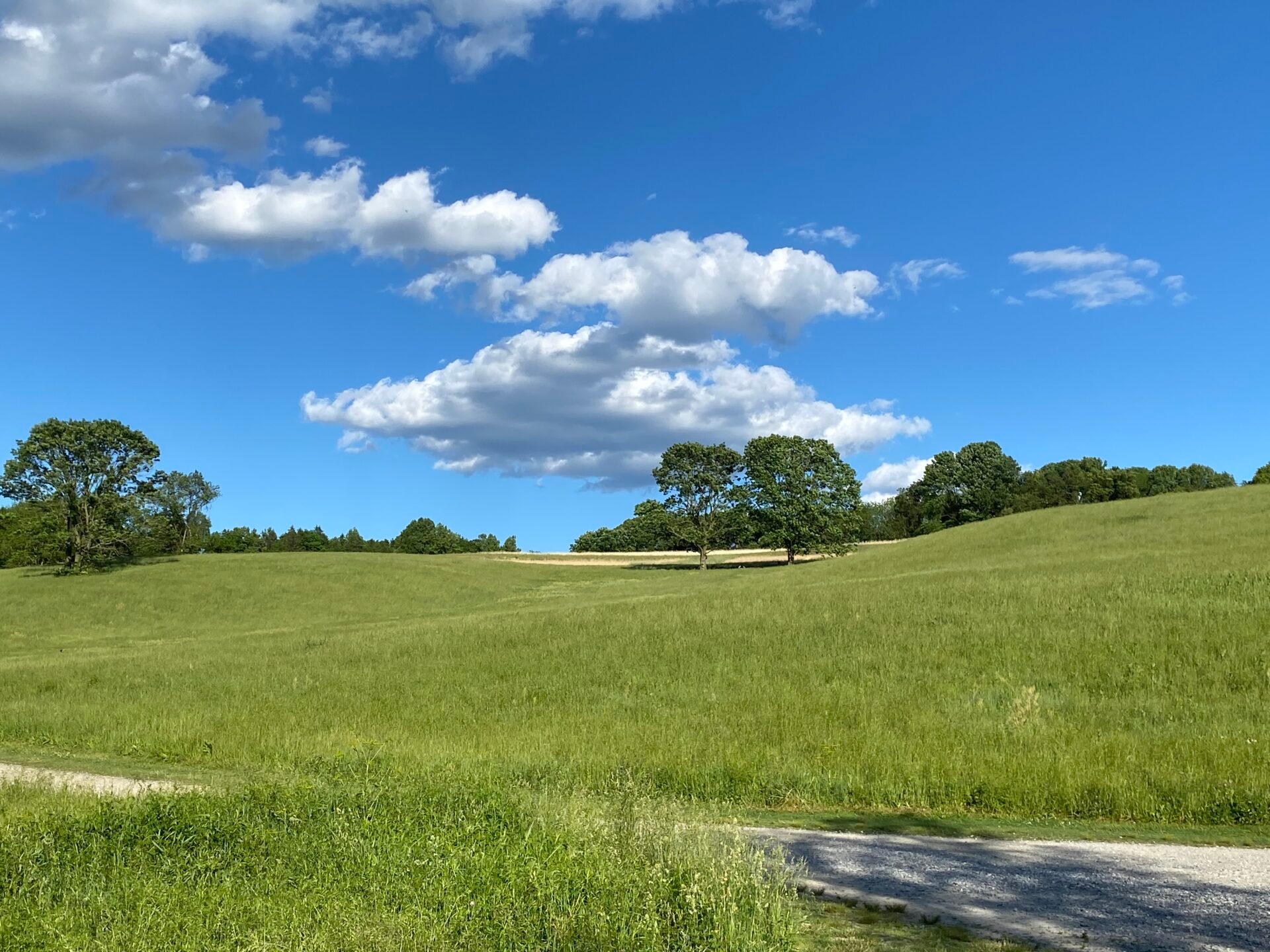 a field of tall grass and a few trees with a blue sky and fluffy clouds - Stroud Preserve in summer with a blue sky and fluffy clouds.
