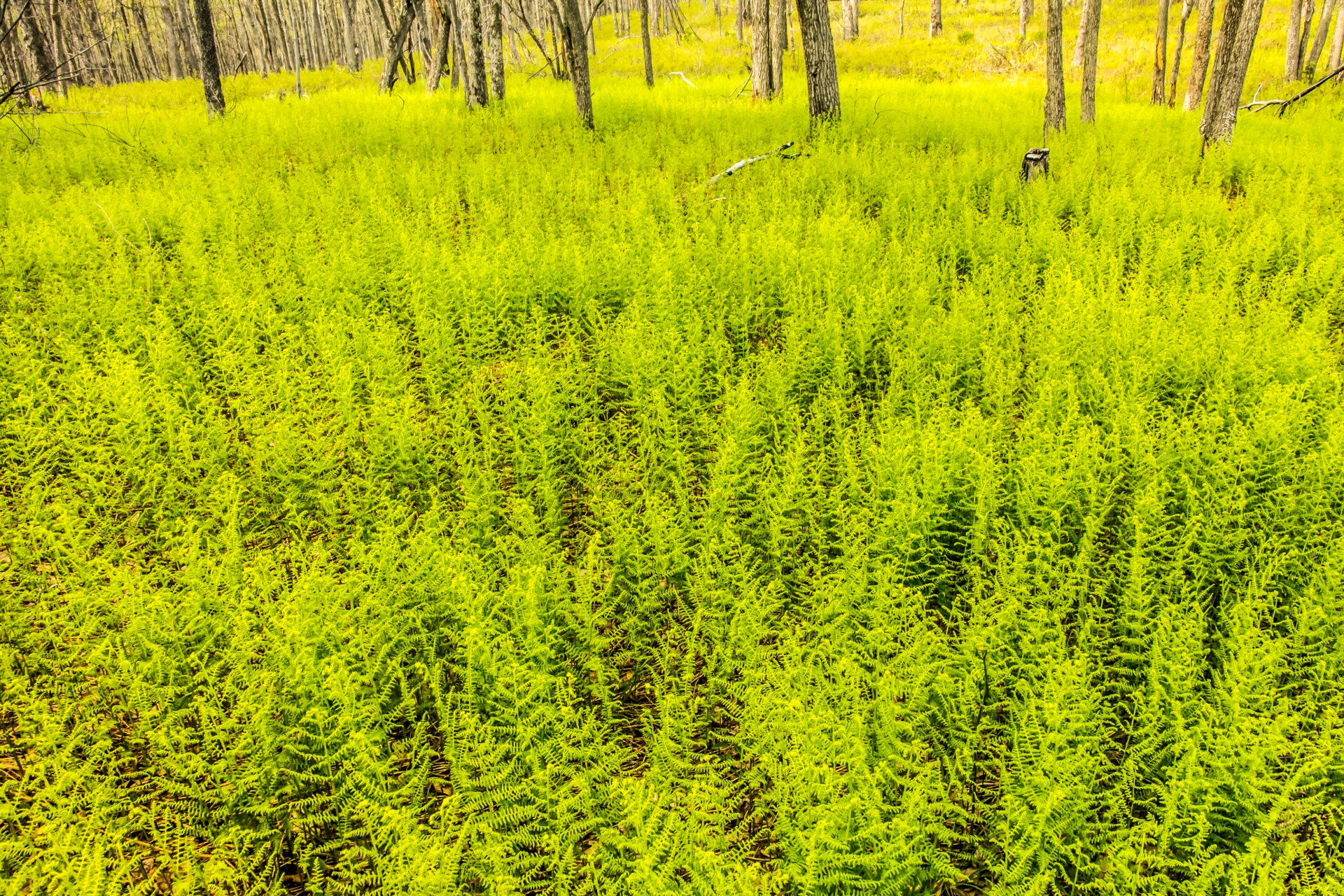 a field of ferns with trees in the background - While Bear Creek Preserve is mostly forested, visitors will find a variety of landscapes, like this field of native ferns.
