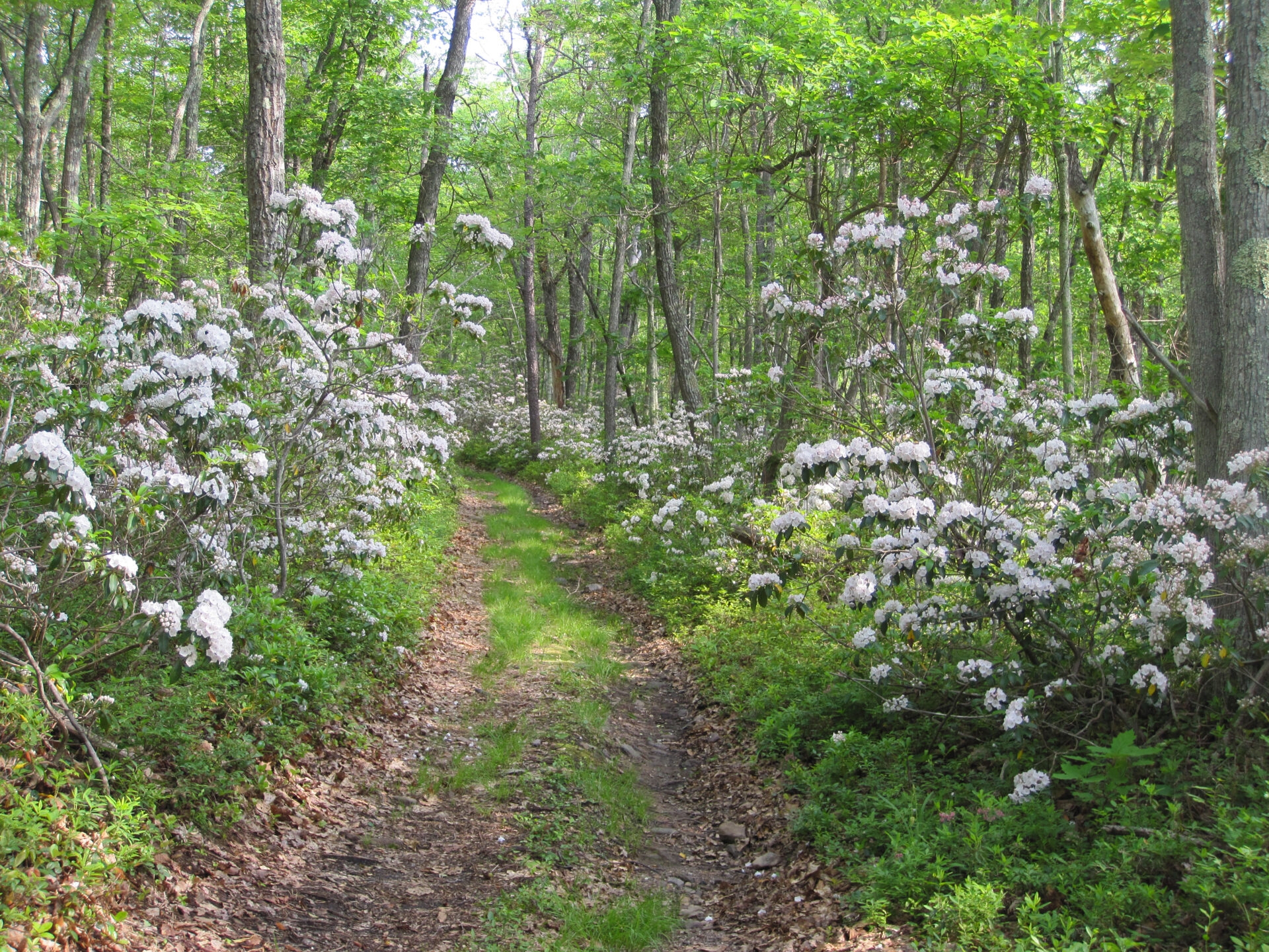 a trail through a forest lines with shrubs covered in white flowers - White mountain laurel flowers blooming in spring at Bear Creek Preserve.
