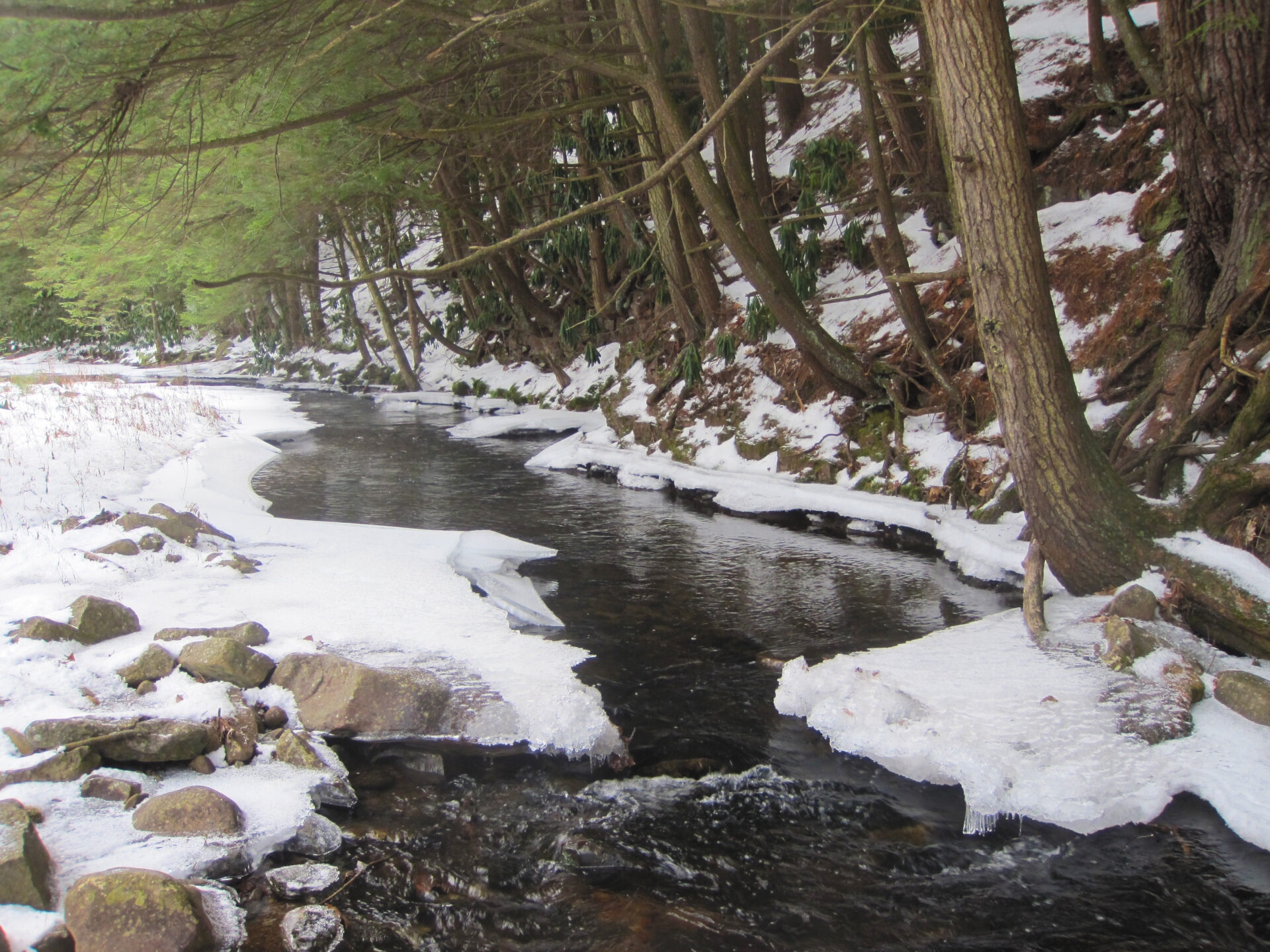 a creek surrounded by snow with pine trees - Shades Creek surrounded by snow in winter at Bear Creek Preserve.
