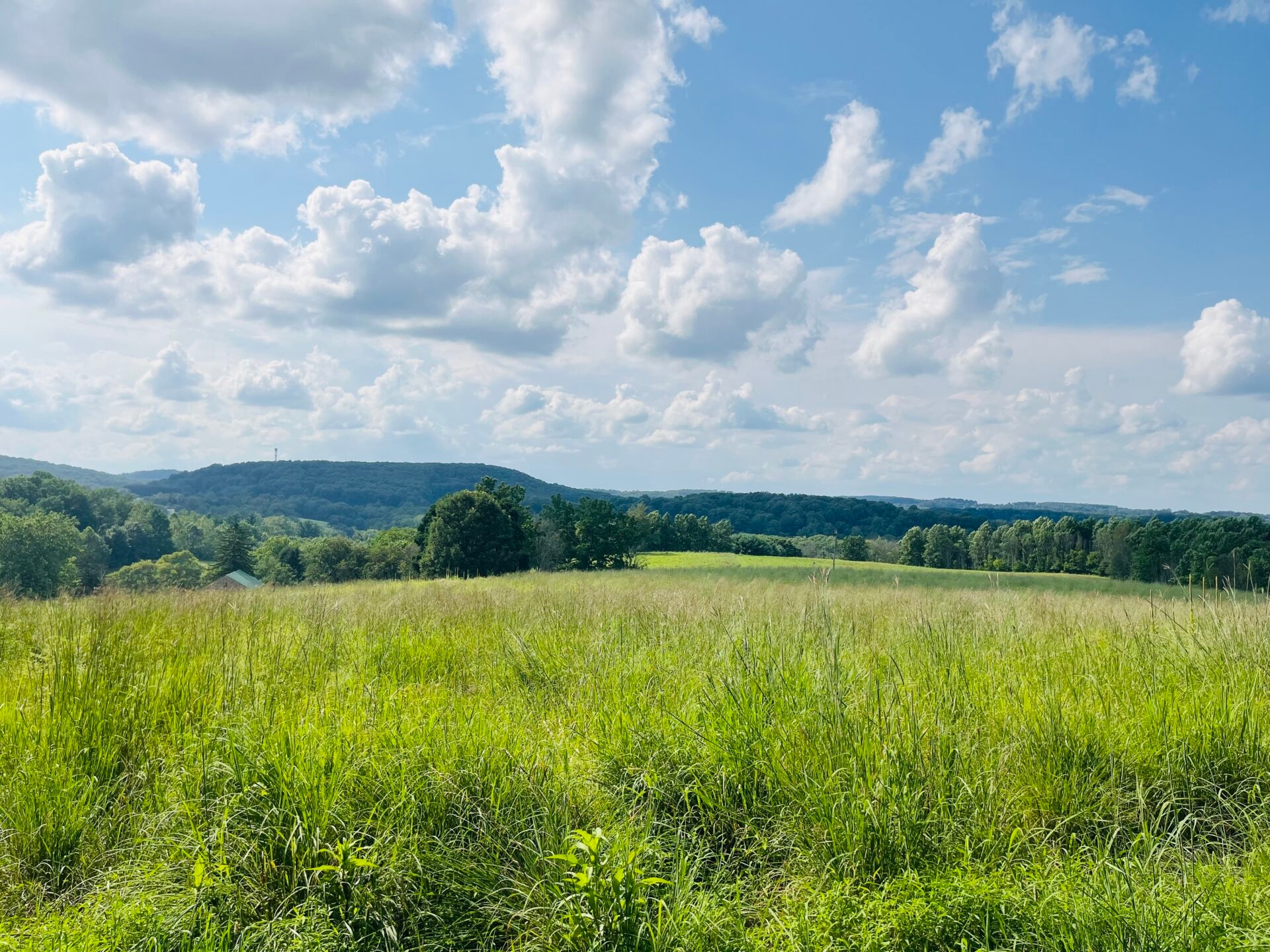 a vast green meadow with rolling hills and trees on the horizon and a light blue sky with white, fluffy clouds - A view of the meadow from the top of the hill at Binky Lee Preserve in summer, with a blue sky and fluffy clouds.
