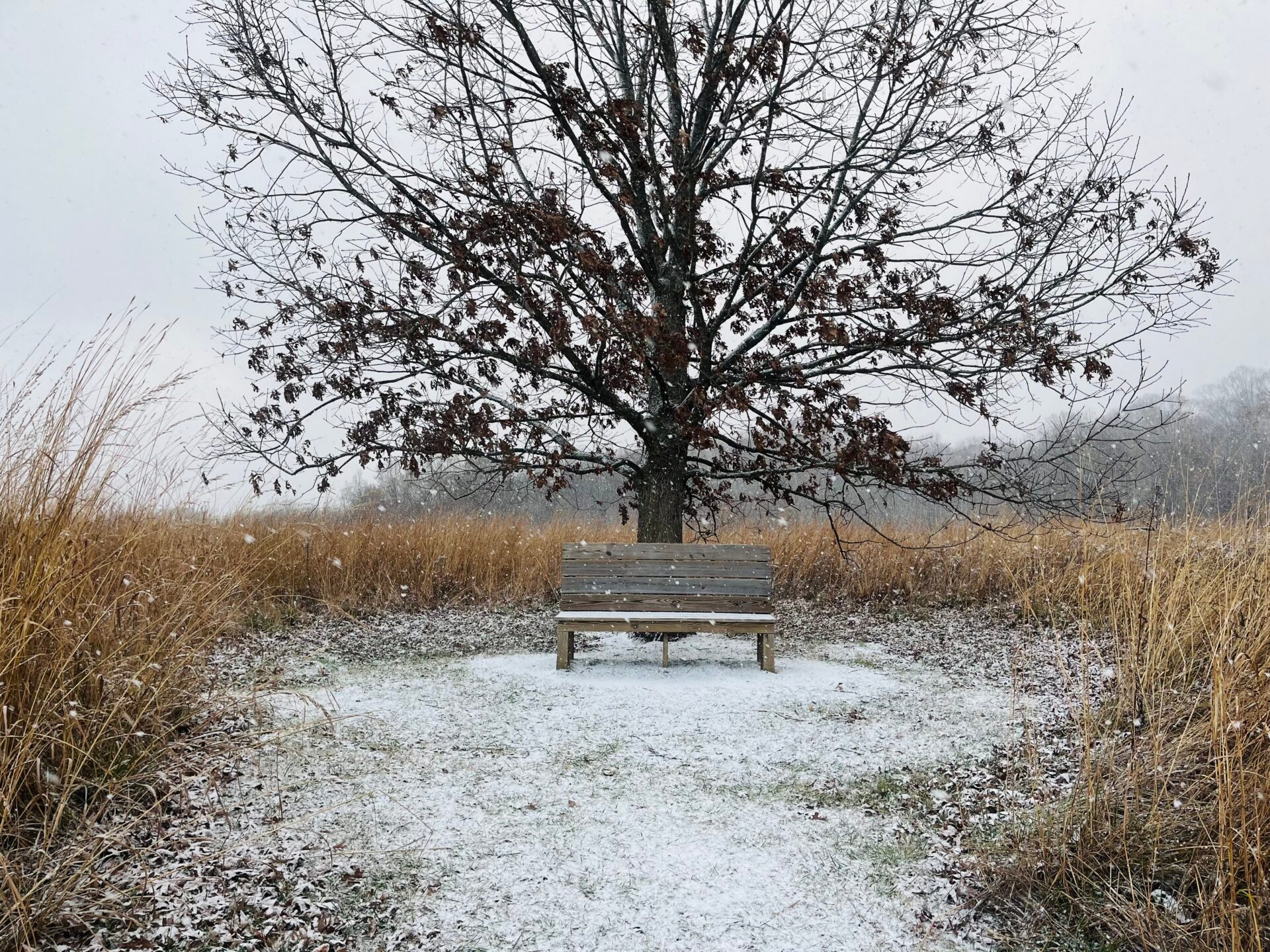 a wooden bench under a tree during a snow squall with a coating of snow on the ground and snowflakes in the air - A wooden bench under a tree during a snow squall in winter at Binky Lee Preserve.
