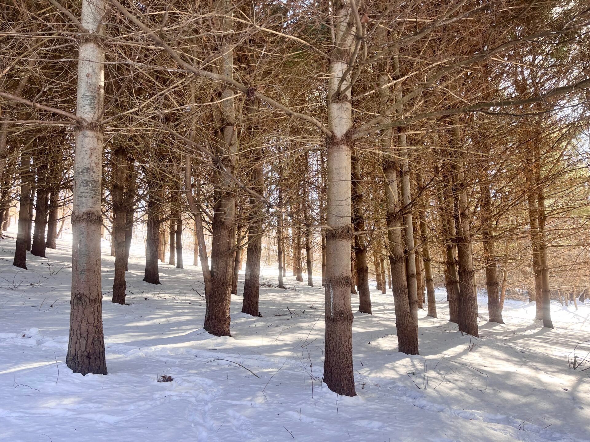 A group of pine trees surrounded by snow - A group of pine trees surrounded by snow at Binky Lee Preserve in winter.
