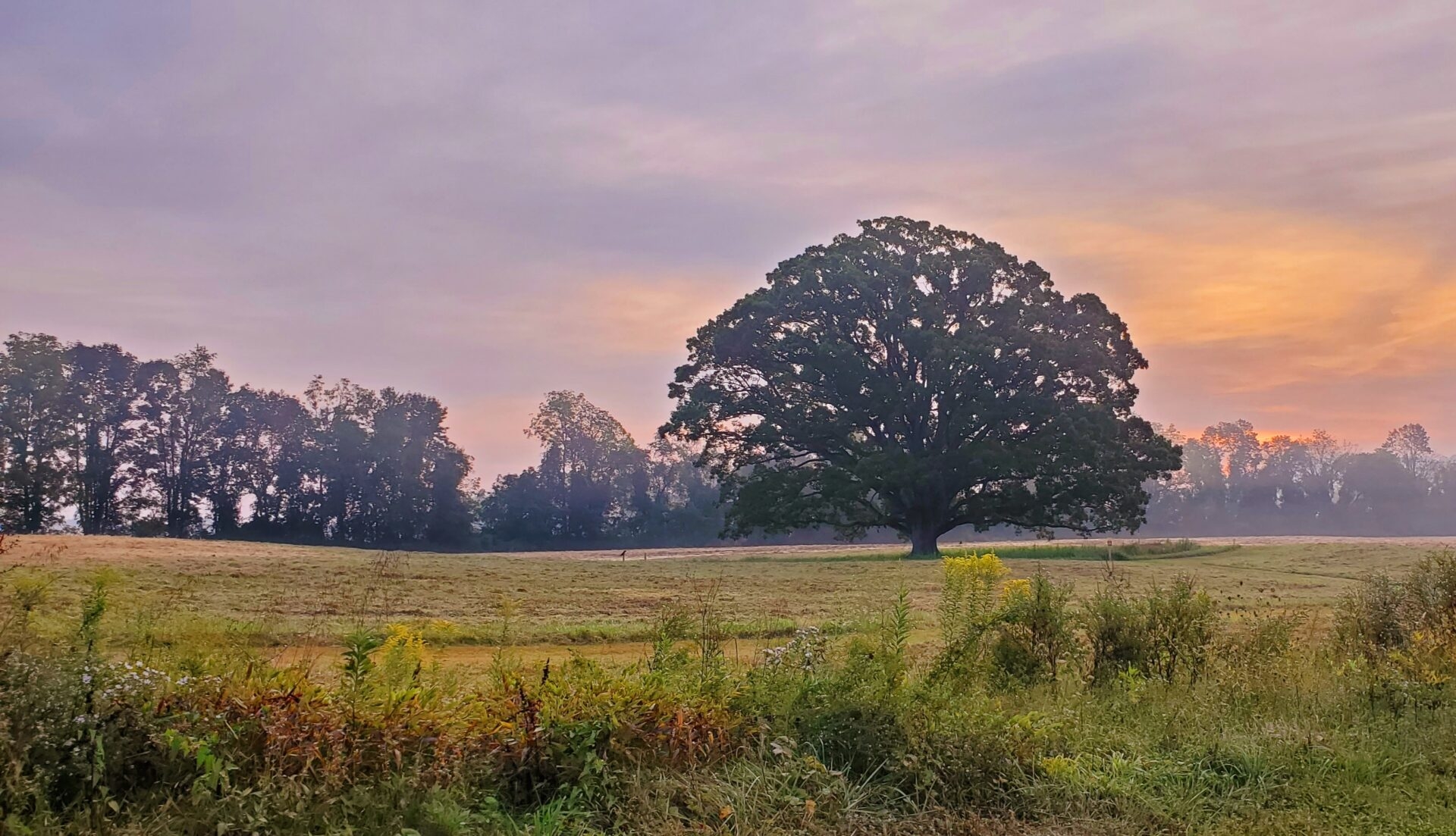 a landscape view of a field with a large oak tree and an orange and purple sunset - The big oak tree at sunset at Bryn Coed Preserve in autumn.
