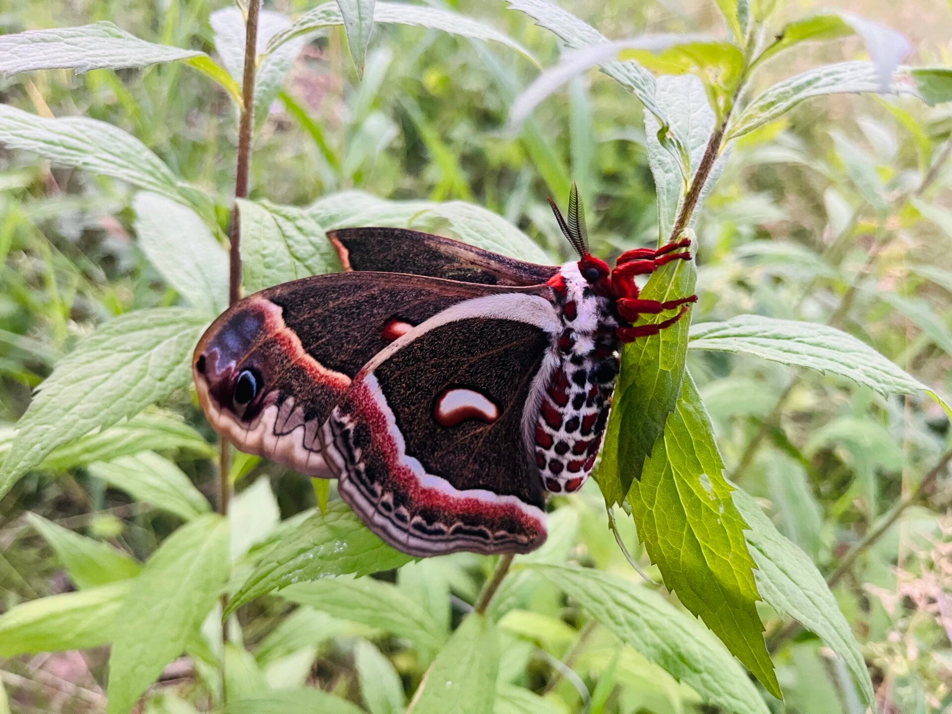 a moth with a white body with red and black spots, brown wings with red and white markings, and a red face and legs - A beautiful, native, female cecropia moth at Bryn Coed Preserve in summer.
