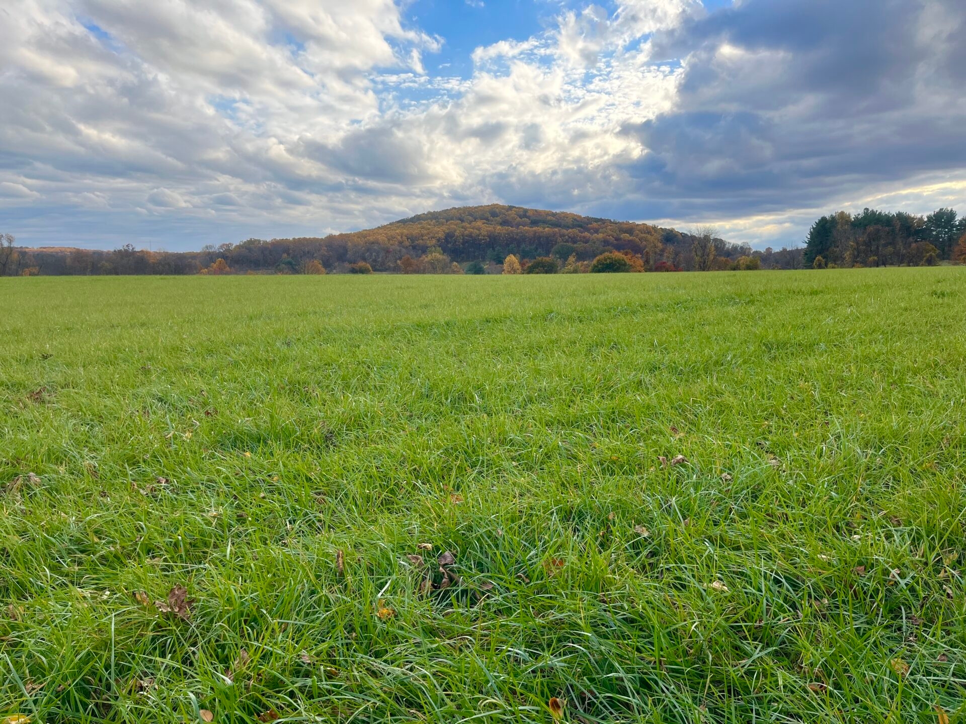 a large, green field with fall-colored trees on the horizon along with a blue sky and dense clouds - A large, green field with fall-colored trees on the horizon along with a blue sky and dense clouds at Bryn Coed Preserve in fall.
