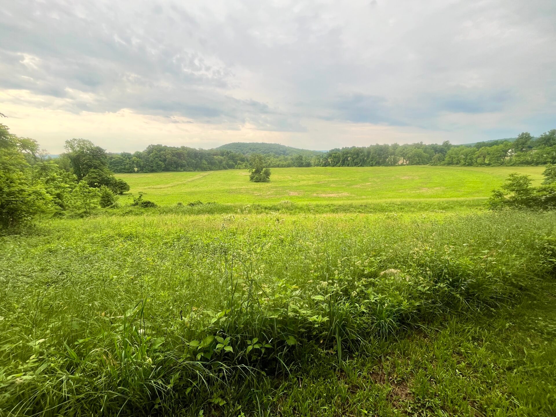 A view of a vast open field on a cloudy day - A view of a vast open field on a cloudy day at Bryn Coed Preserve in spring.
