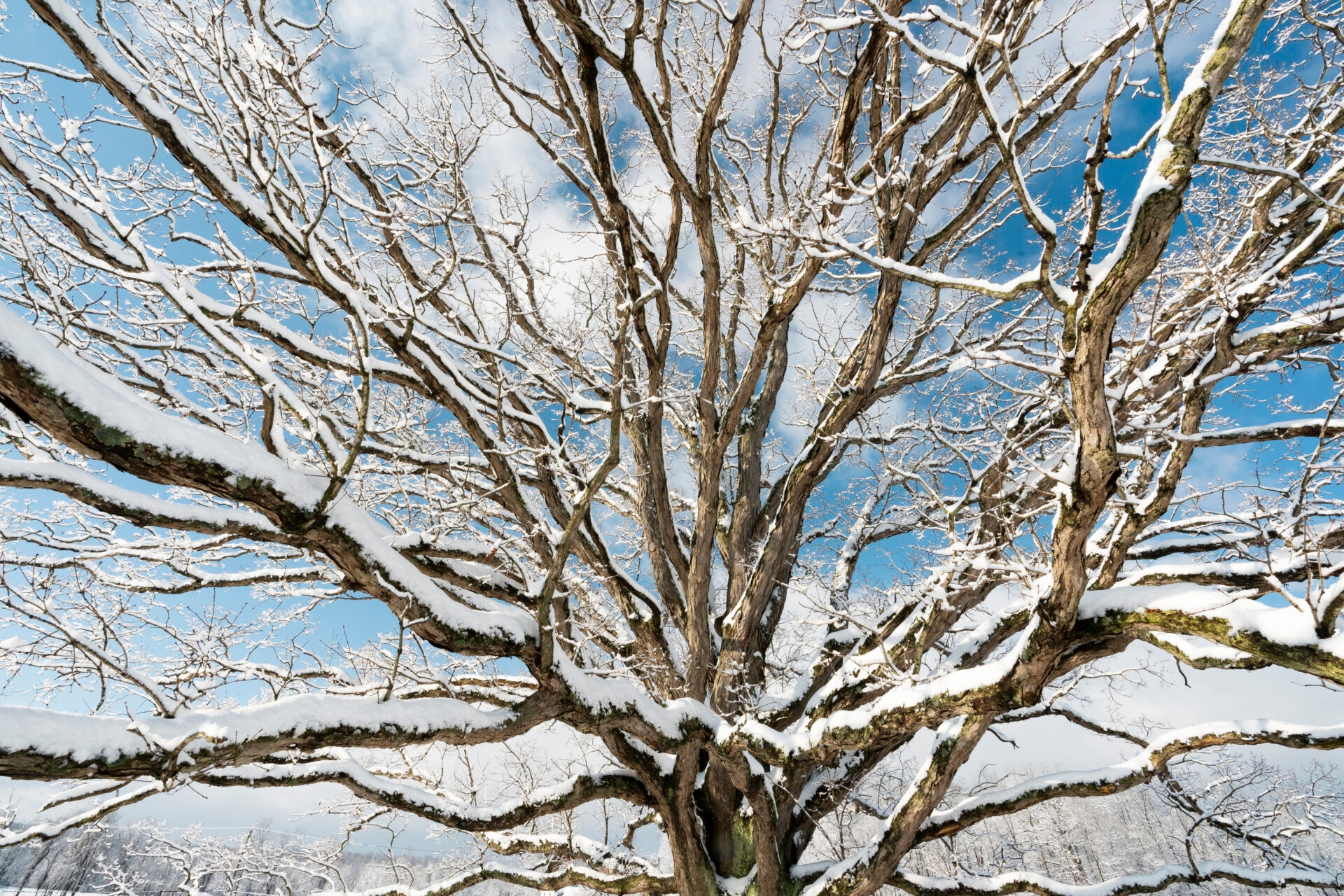 Snow covering branches of a large oak tree with a blue sky with white clouds - Snow covering branches of a large oak tree at Bryn Coed Preserve in winter.
