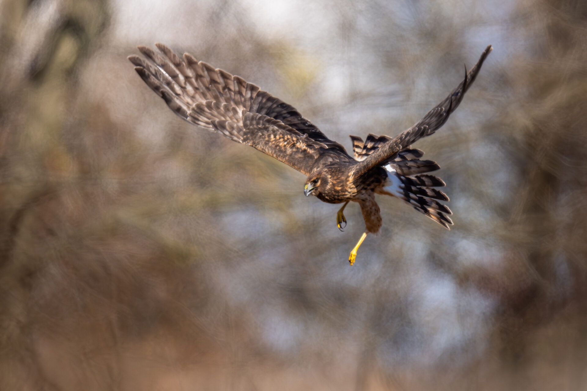 a large bird with brown and white markings flying and looking for prey - A raptor on the hunt at Bryn Coed Preserve in fall.
