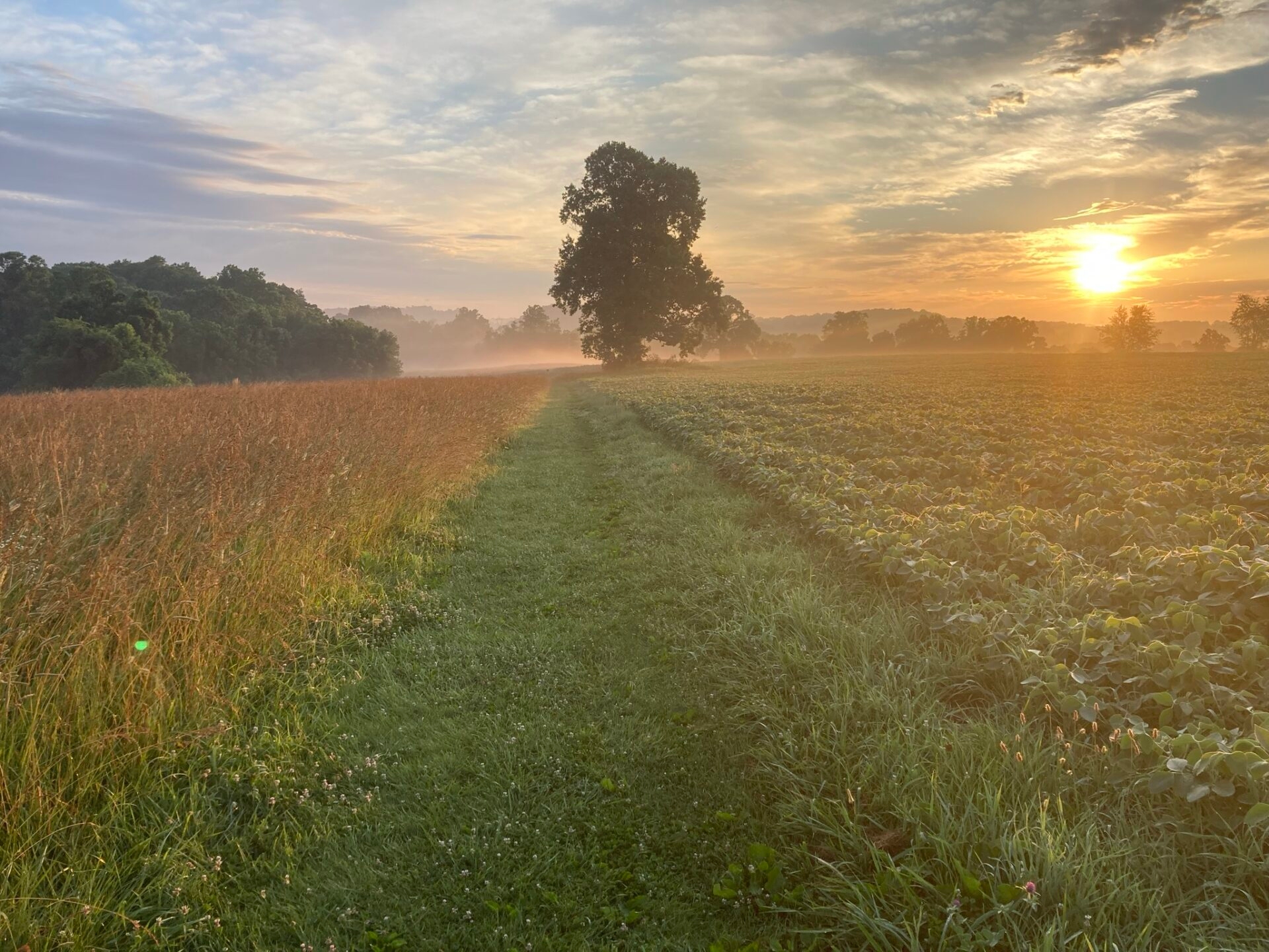 sun rising in the sky with a misty landscape with a grassy path leading to a tree - A misty sunrise along a grassy trail at ChesLen Preserve.
