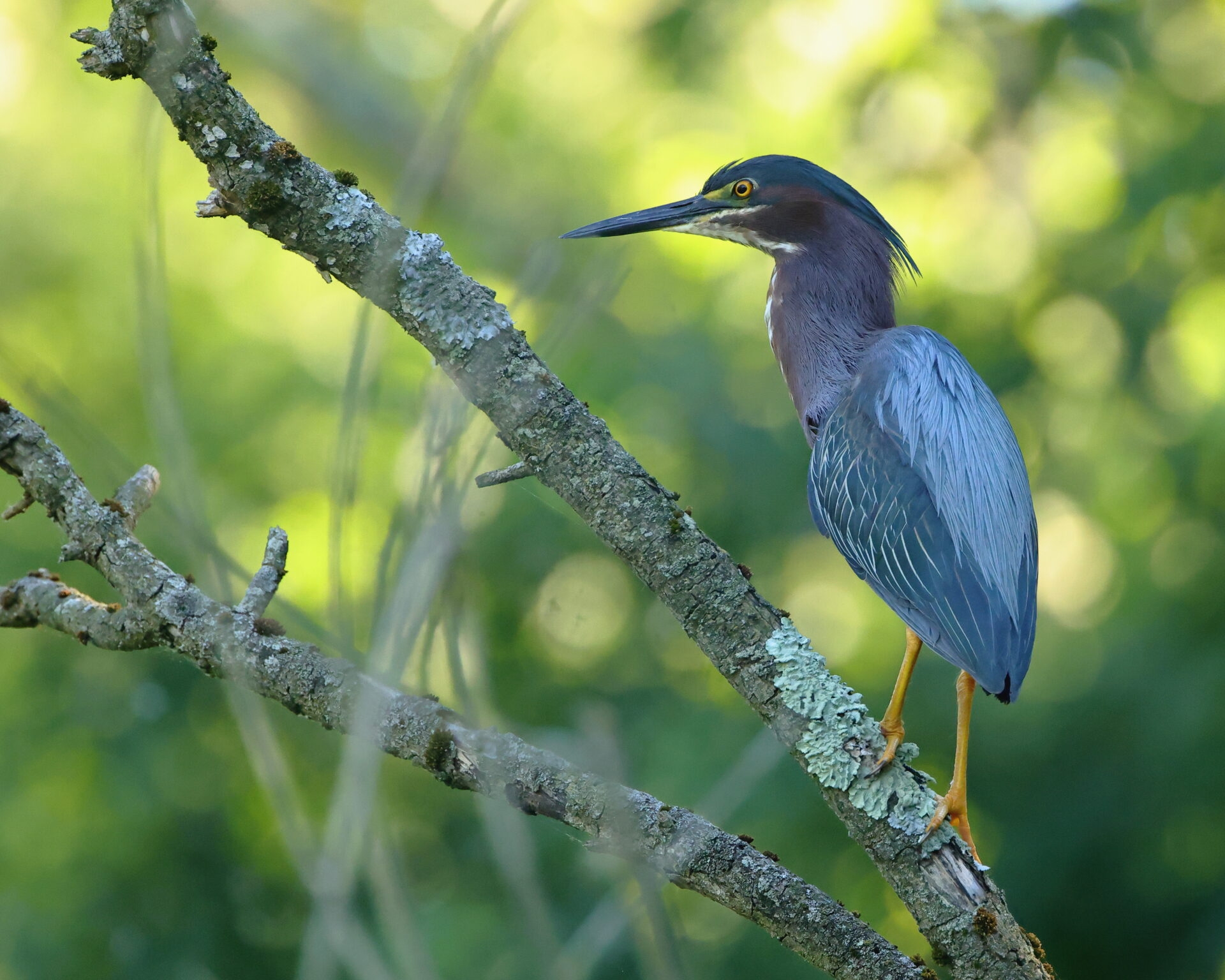 a greenish-bluish bird with a long neck and beak on a lichen-covered branch - A Green Heron on a lichen-covered branch in the wetlands at ChesLen Preserve in summer.
