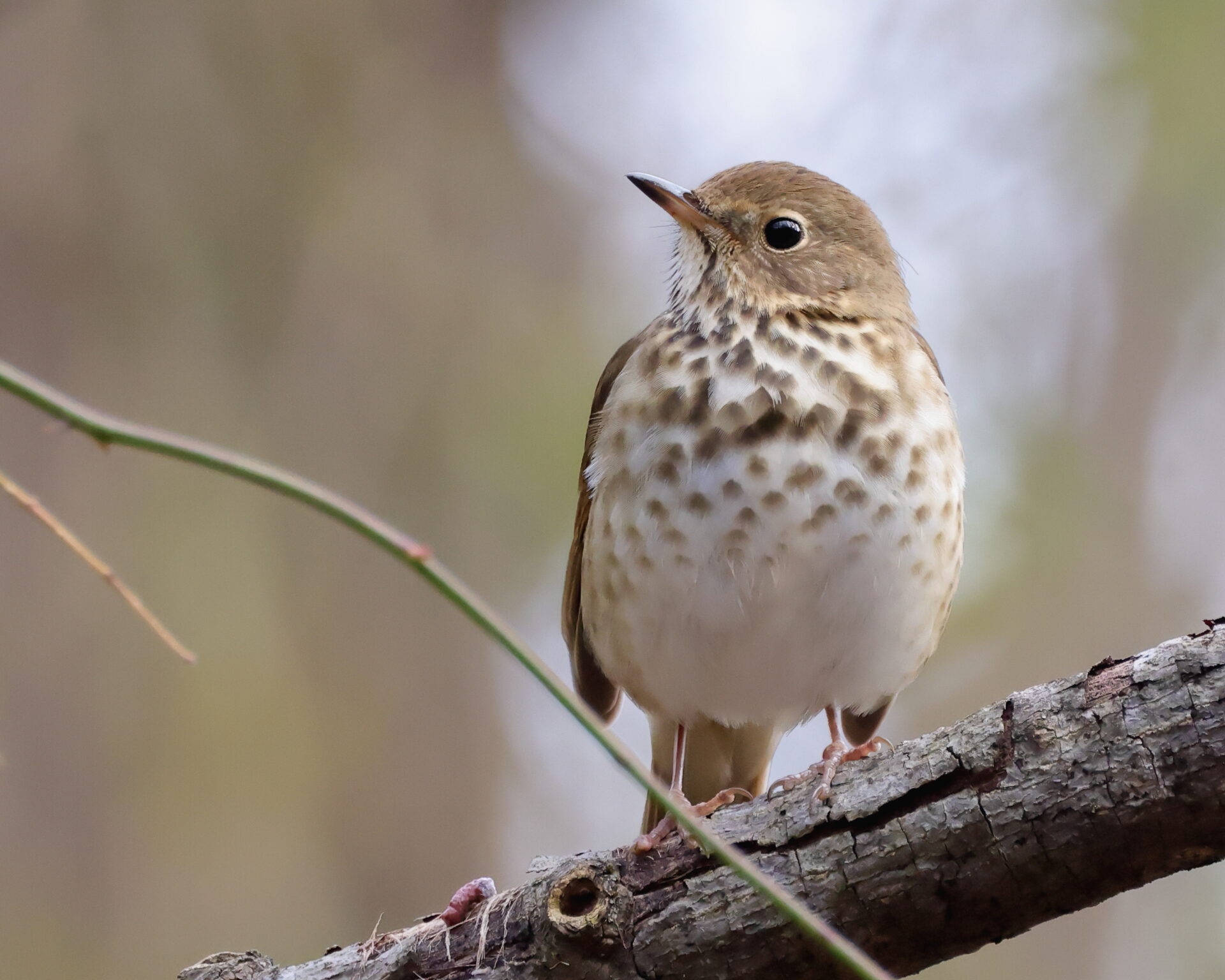 a very round bird with a white belly with brown spots and a brown head looking at the camera - A Hermit Thrush bird eyeing the camera at ChesLen Preserve in winter.

