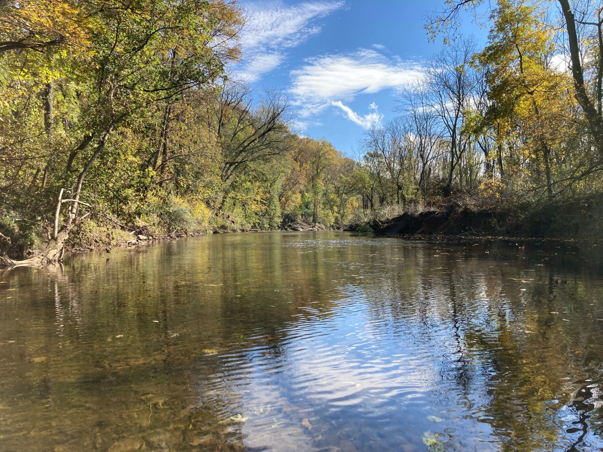 a creek edged by trees with yellow and green leaves and a blue sky with a couple wispy, white clouds - The West Branch Brandywine Creek with a bright, blue sky at ChesLen Preserve in fall.
