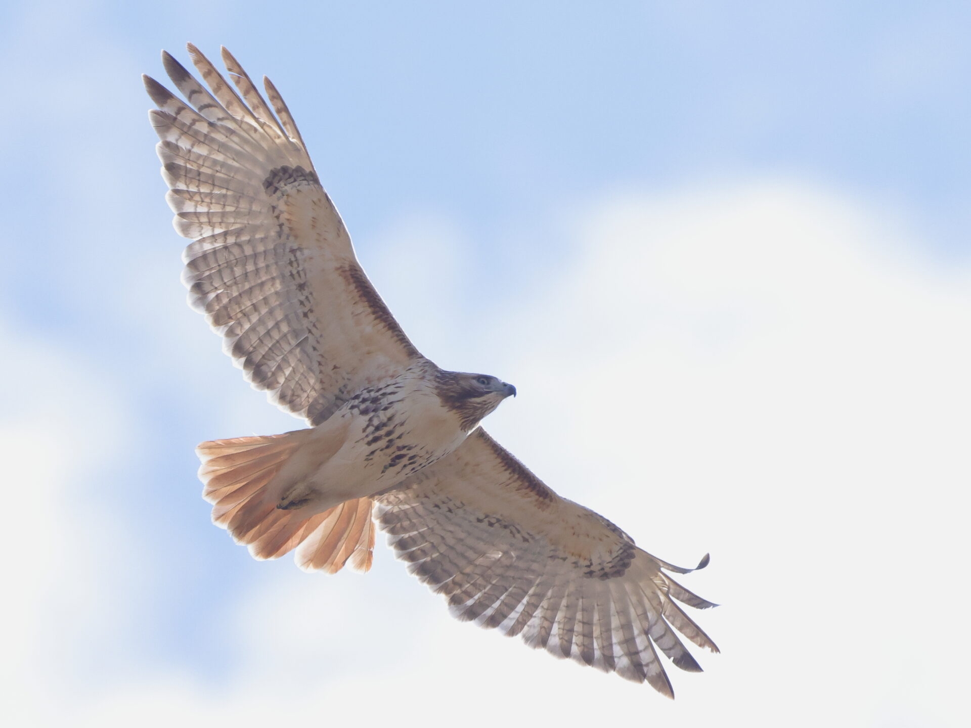 a raptor with wings spread as it flying in a light blue sky - A raptor flying overhead at ChesLen Preserve in winter.
