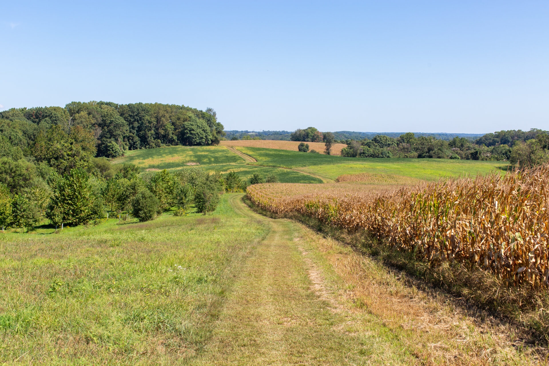 A mown trail winding along the rolling hills and agricultural fields - A mown trail winding along the rolling hills and agricultural fields at ChesLen Preserve in summer.
