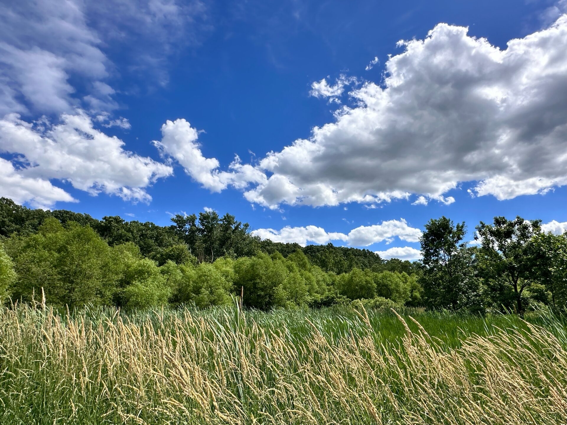 grasses and trees swaying in the summer breeze on a windy day with a bright, blue sky and white clouds - Grasses and trees swaying in the summer breeze on a windy day with a bright, blue sky and white clouds at ChesLen Preserve.
