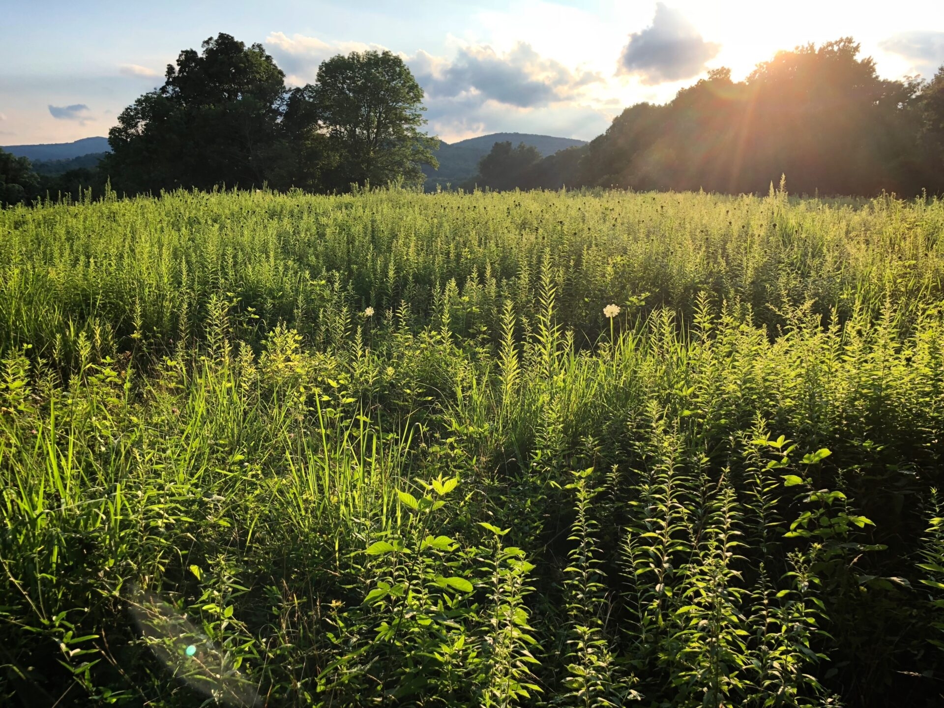 a landscape shot of wild grass in a field illuminated by an incoming sunset behind it in a blue, cloudy sky - A meadow illuminated by the late day sun at Crow’s Nest Preserve in summer.
