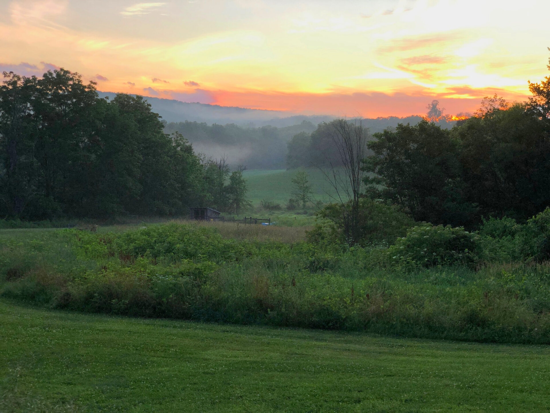 a misty sunrise with a lush, green meadow - A misty sunrise with a lush, green meadow at Crow’s Nest Preserve in summer.
