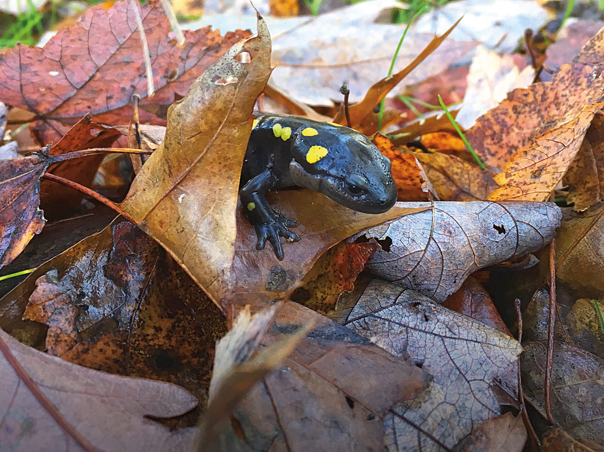 a small, black salamander with bright, yellow spots crawling over brown leaves on the ground - A spotted salamander crawling over on fallen leaves at Crow’s Nest Preserve in winter.
