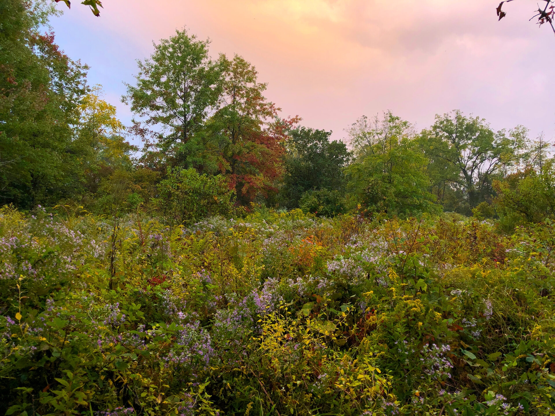 a colorful meadow with trees and a pinkish sky - Fall-colored meadow and trees at sunrise at Crow’s Nest Preserve.
