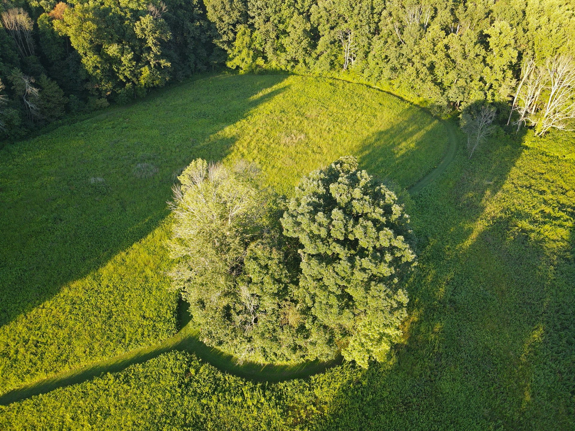 a green, grassy field with a circular area of trees in the middle - A drone view of a circular area known as Chief’s Grove at Crow’s Nest Preserve in summer. 
