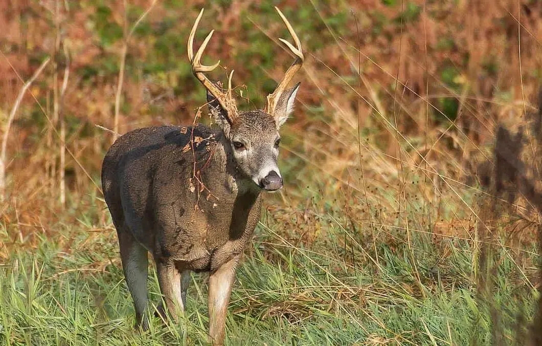 A male white-tailed deer with large rack walks in an autumn landscape