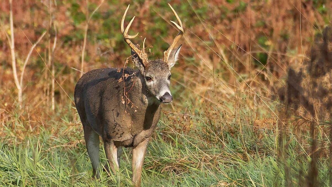 A male white-tailed deer with large rack walks in an autumn landscape