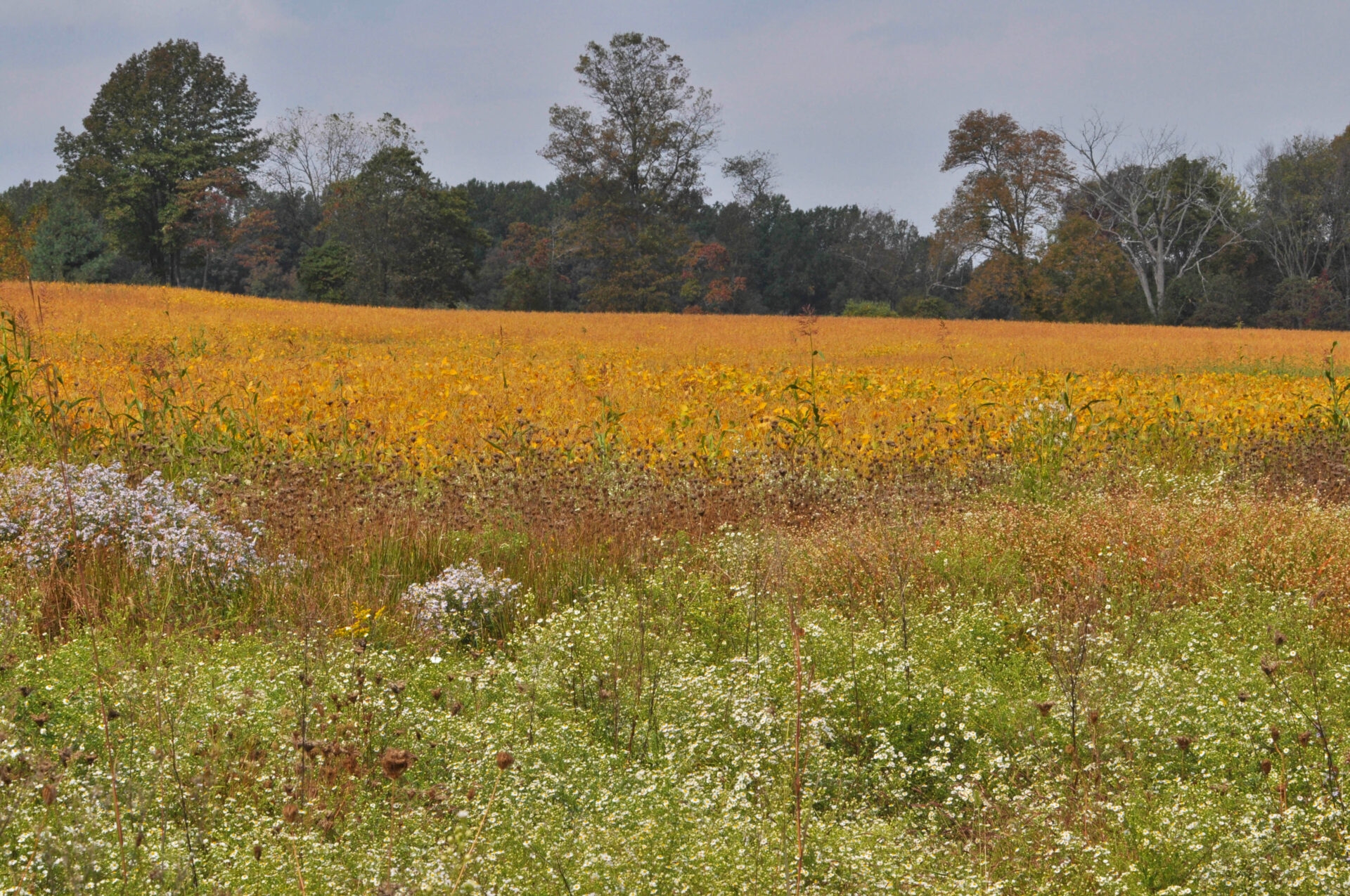 a vast meadow of various colors of plants and flowers with trees in the background