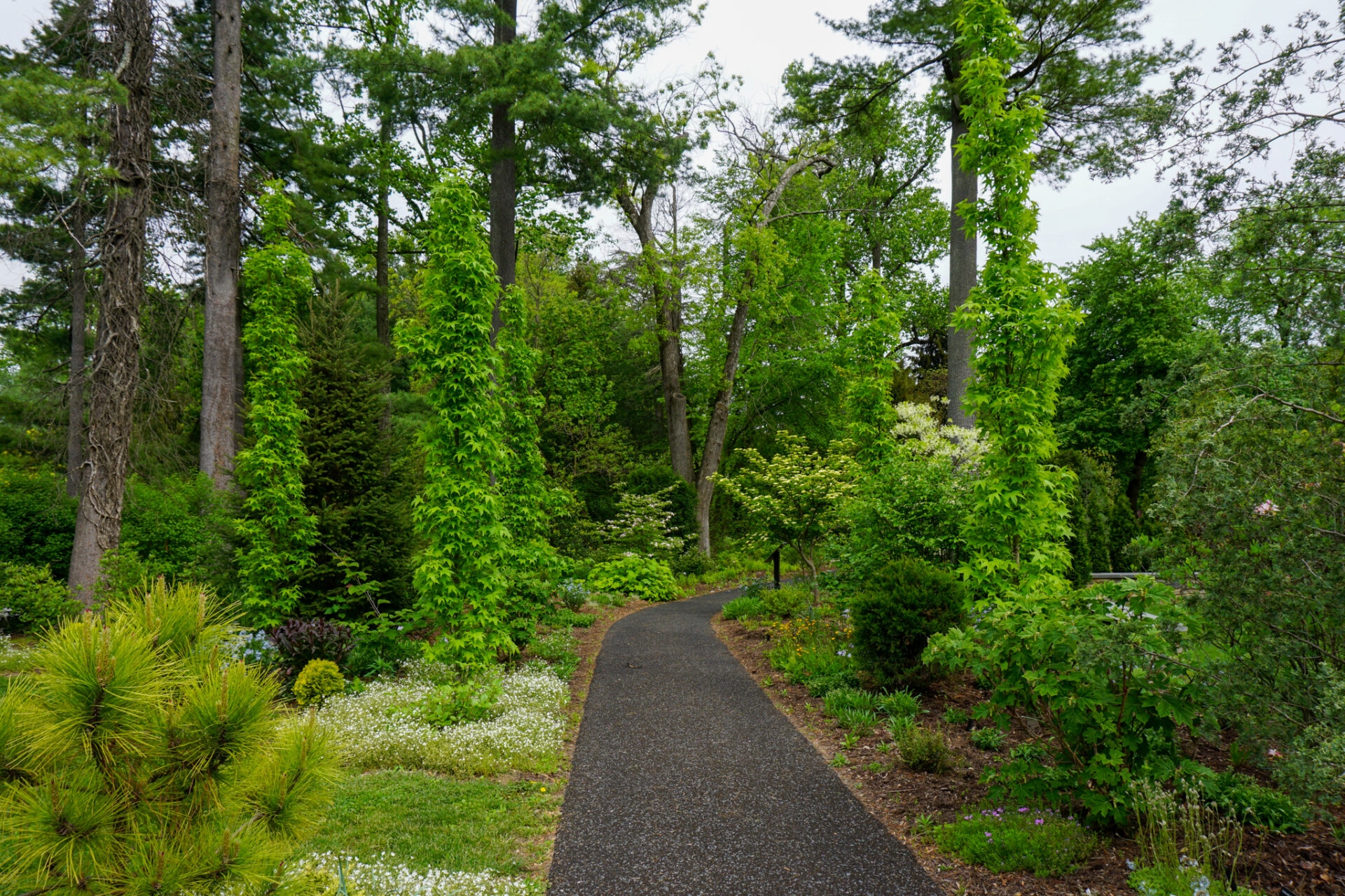 a paved path through a garden with trees