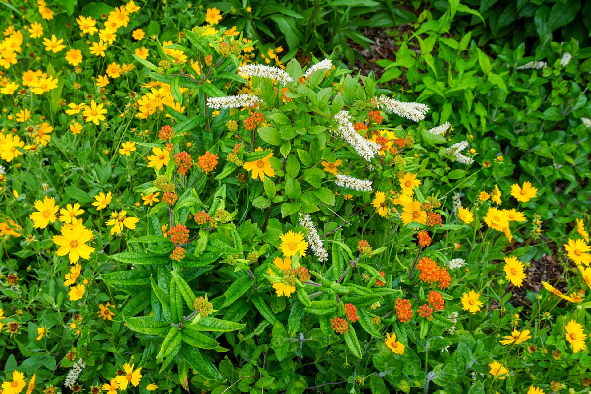 a mass or orange and yellow flowers with some elongated white flowers sticking out